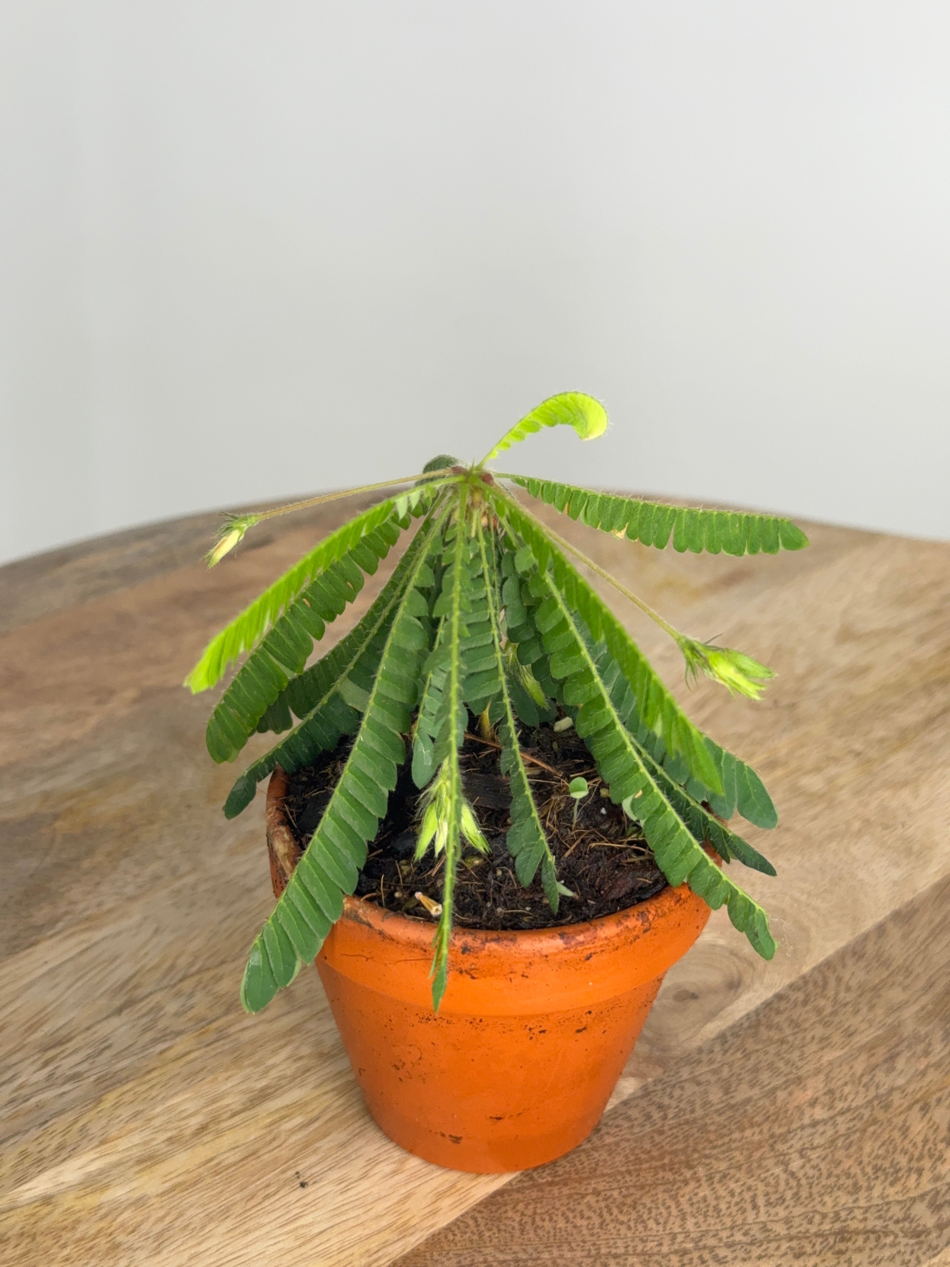 BIOPHYTUM SENSITIVE