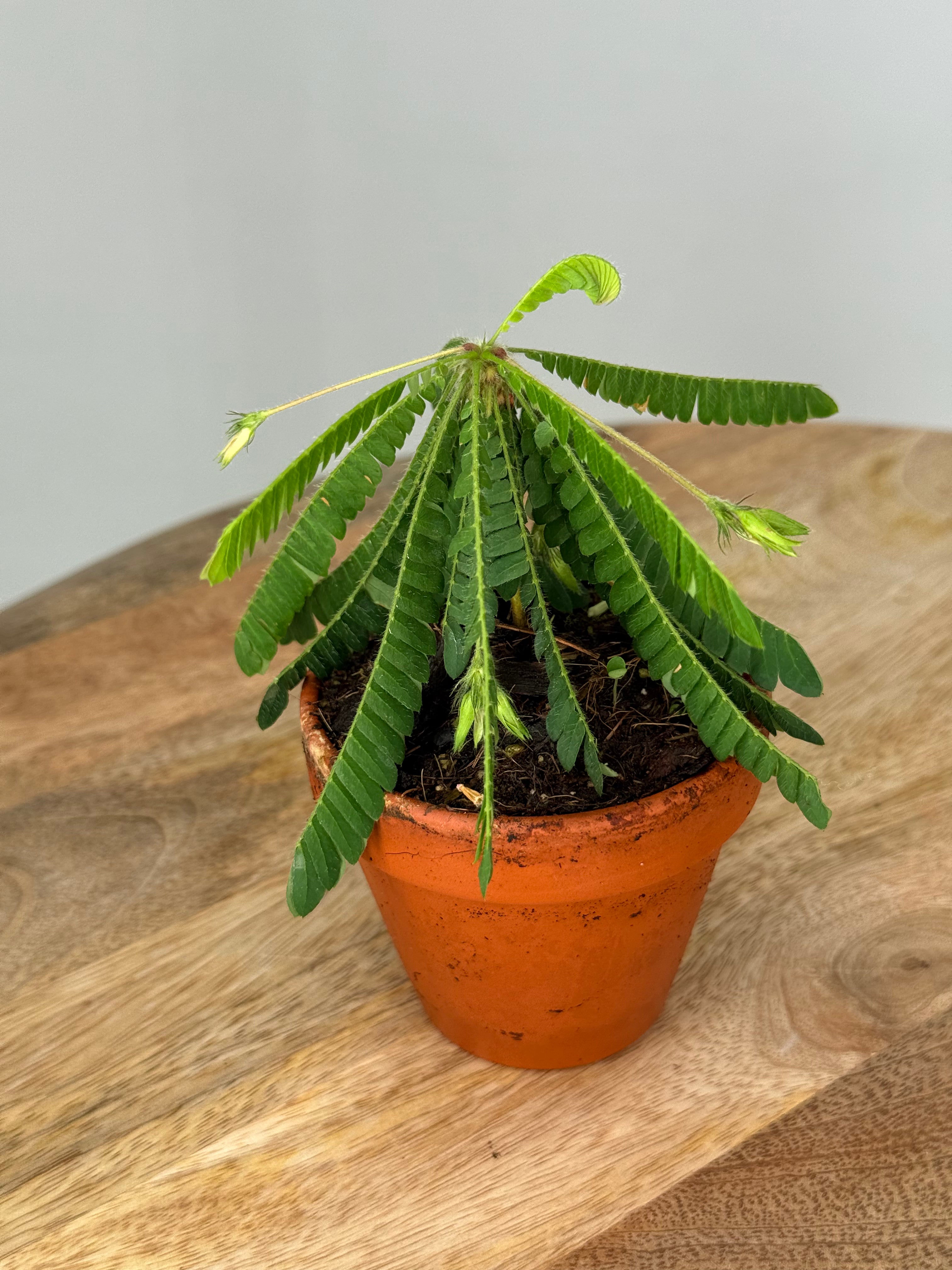 BIOPHYTUM SENSITIVE