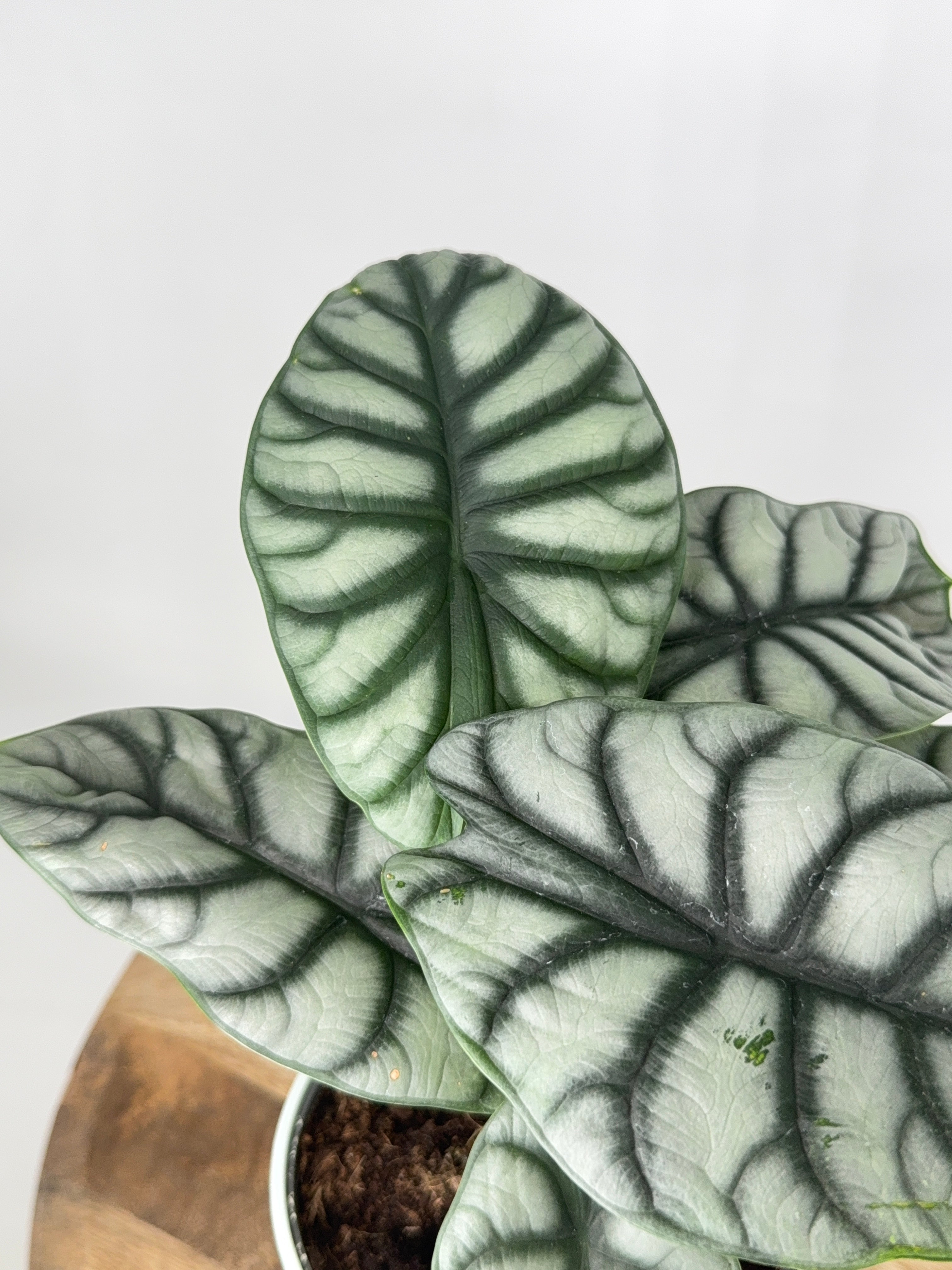 ALOCASIA SILVER DRAGON M14