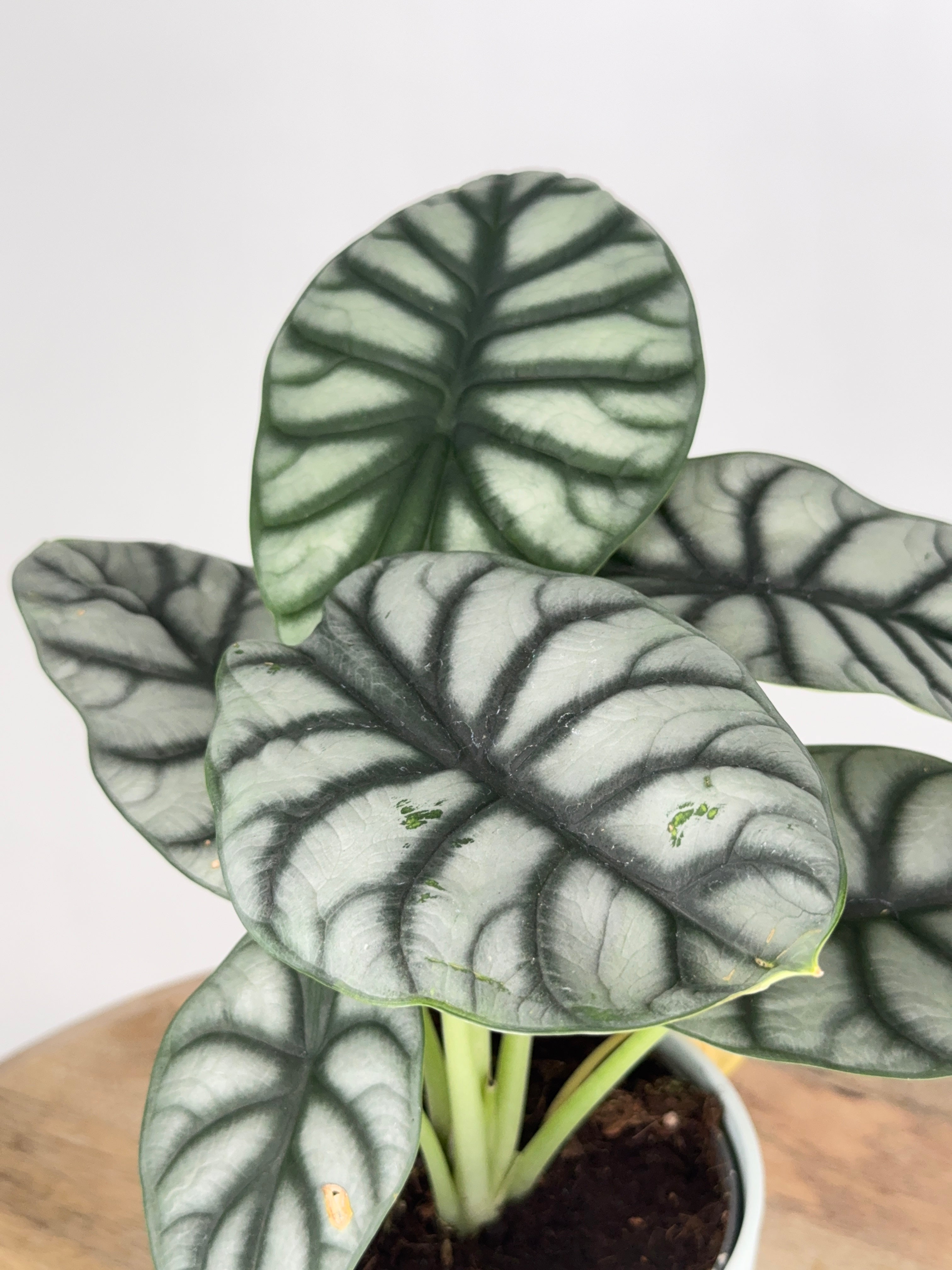 ALOCASIA SILVER DRAGON M14