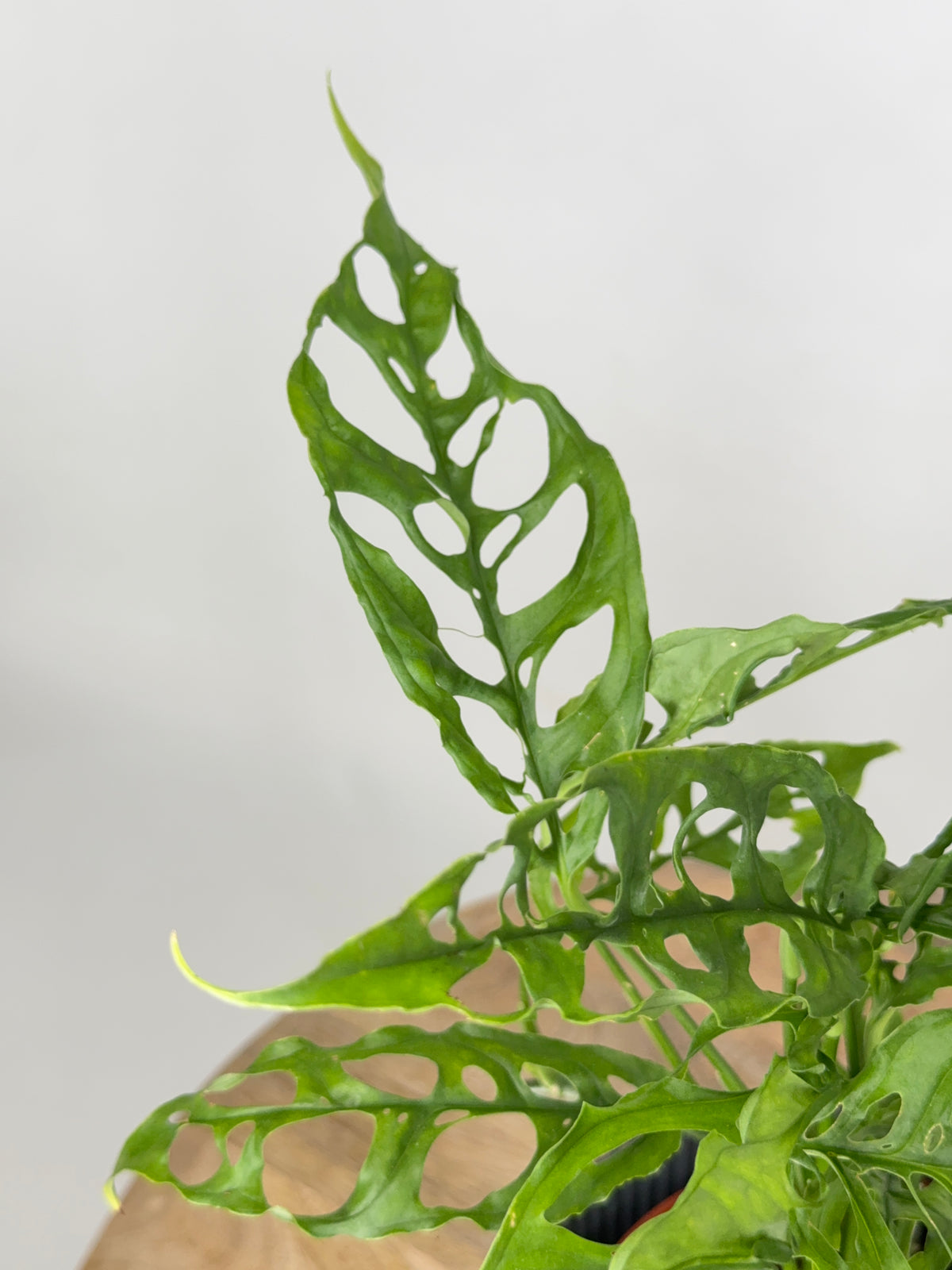 MONSTERA OBLIQUA PERU M12
