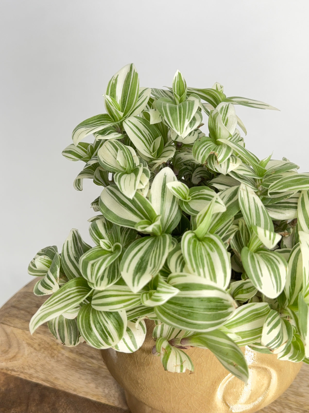 TRADESCANTIA BRIGHTNESS M12