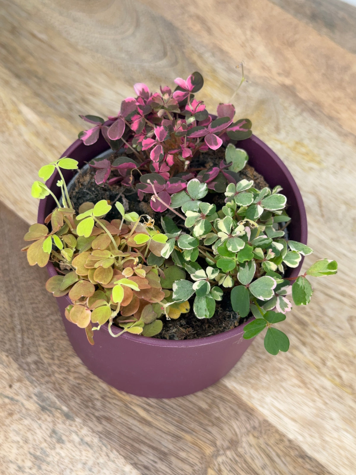 OXALIS VULCANICOLA TRIOM10