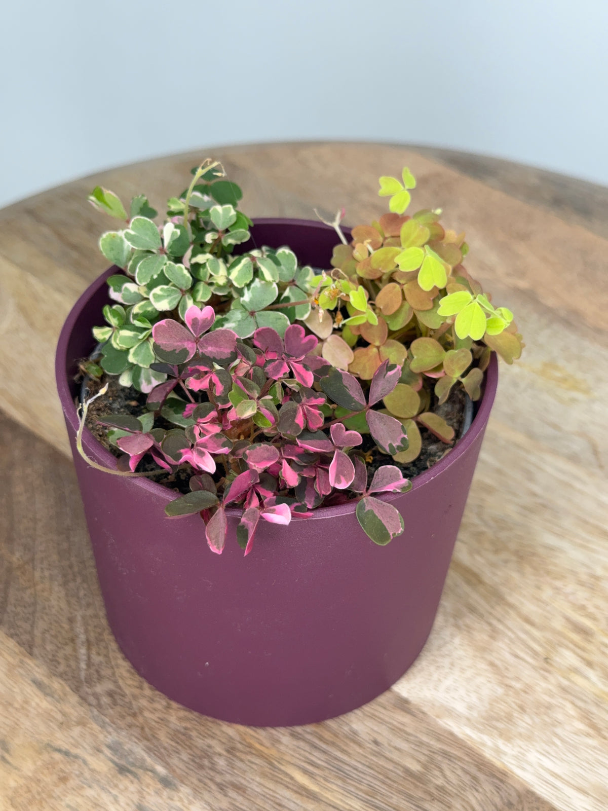 OXALIS VULCANICOLA TRIOM10