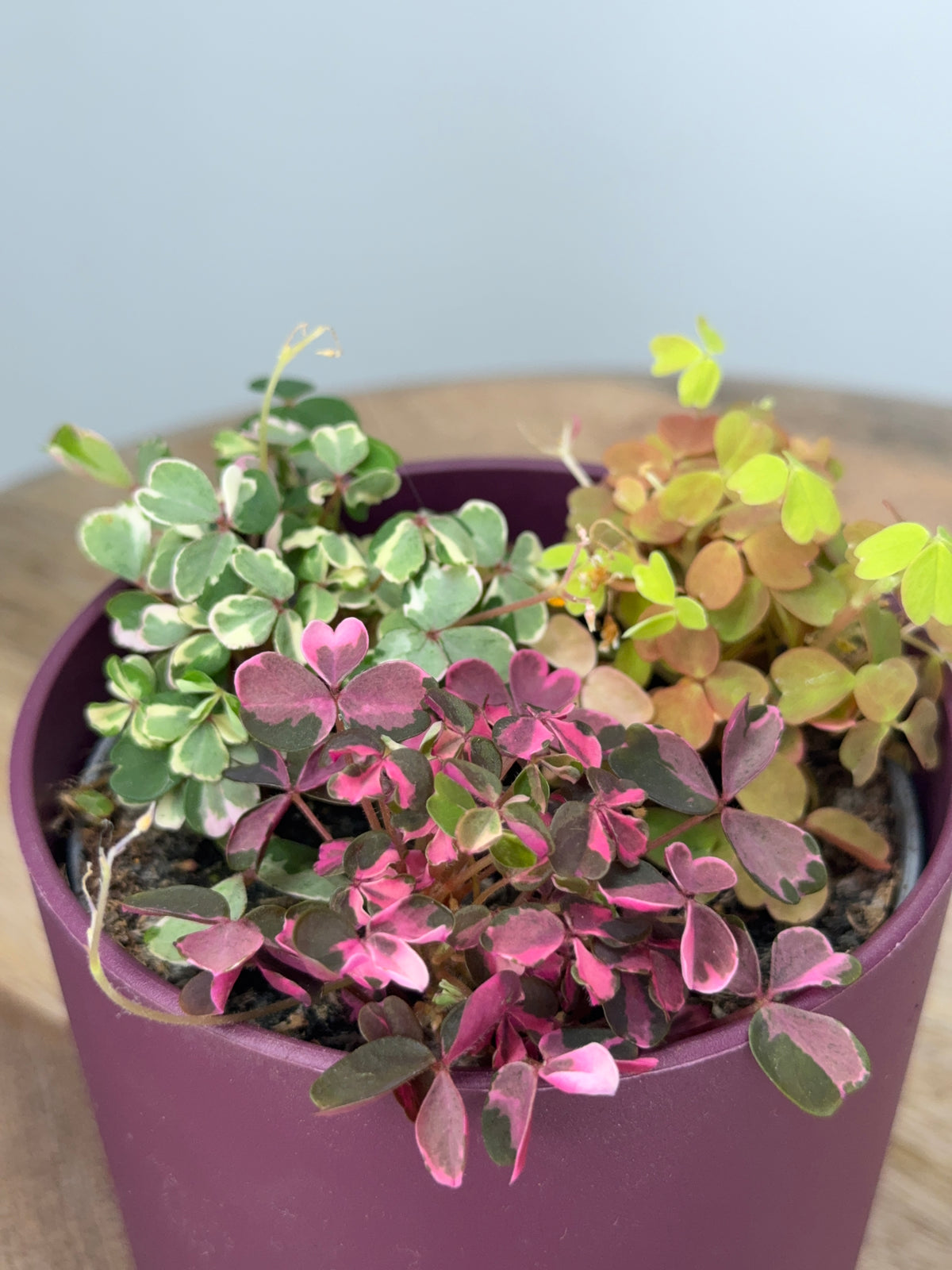 OXALIS VULCANICOLA TRIOM10