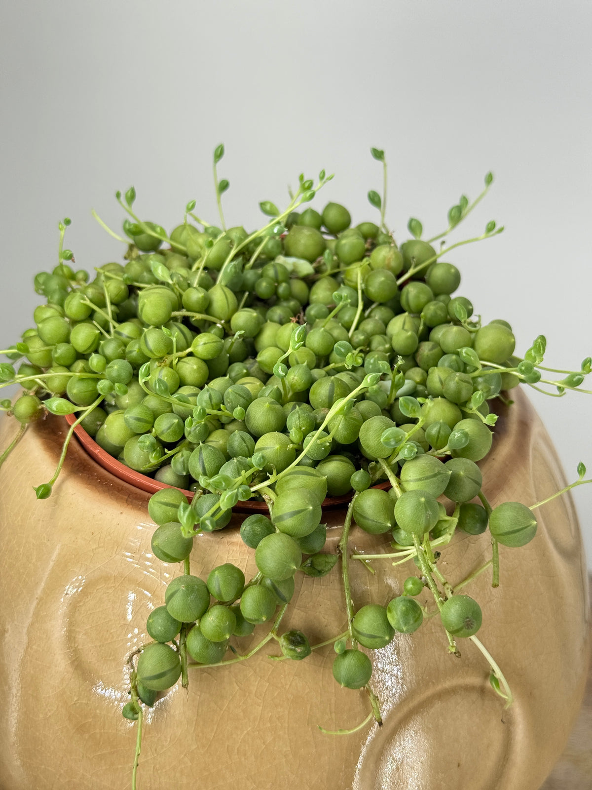 SENECIO ROWLEYANUS