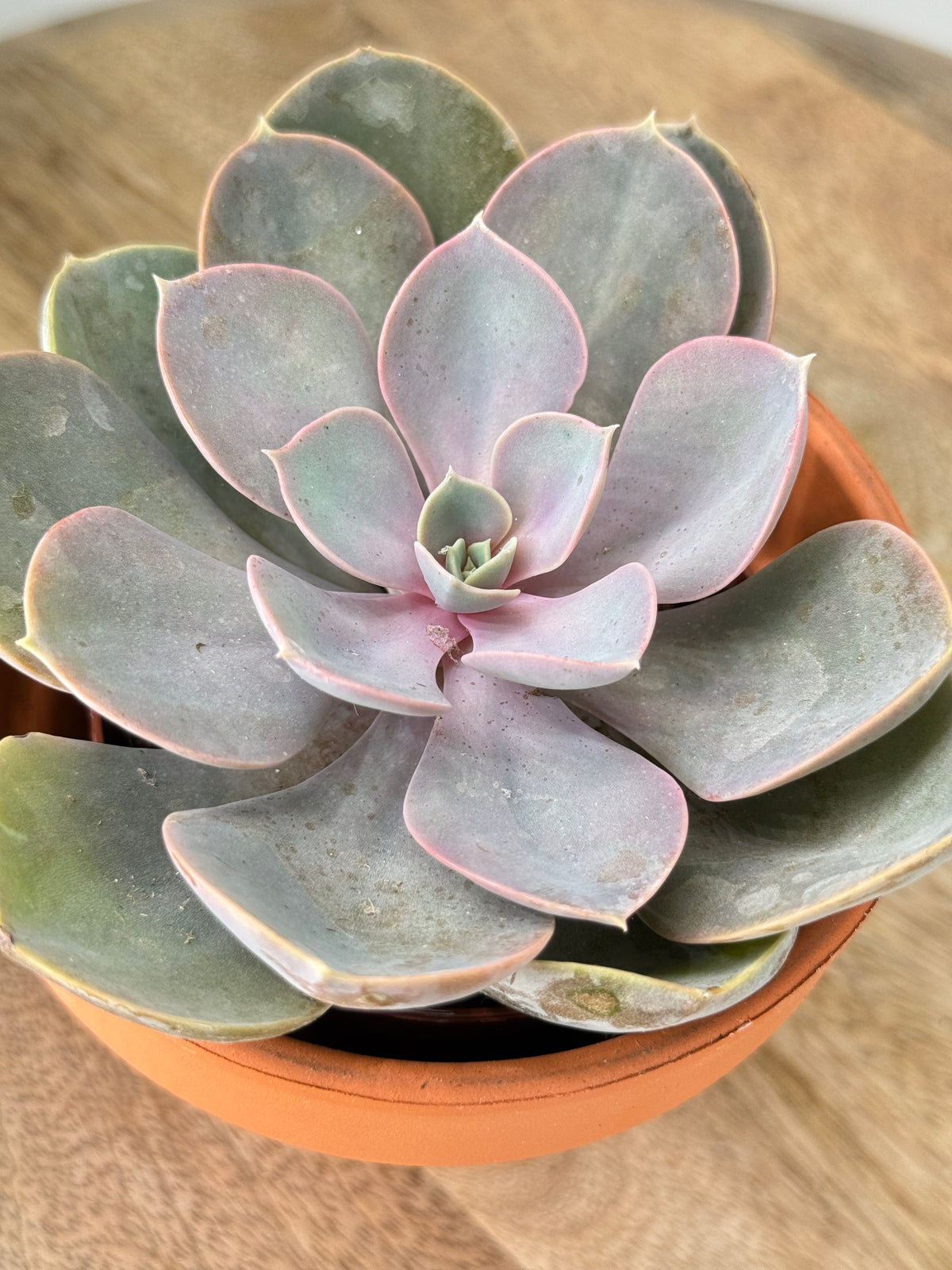 CACTUS Y CRASA SURTIDA BANDEJA 8.5