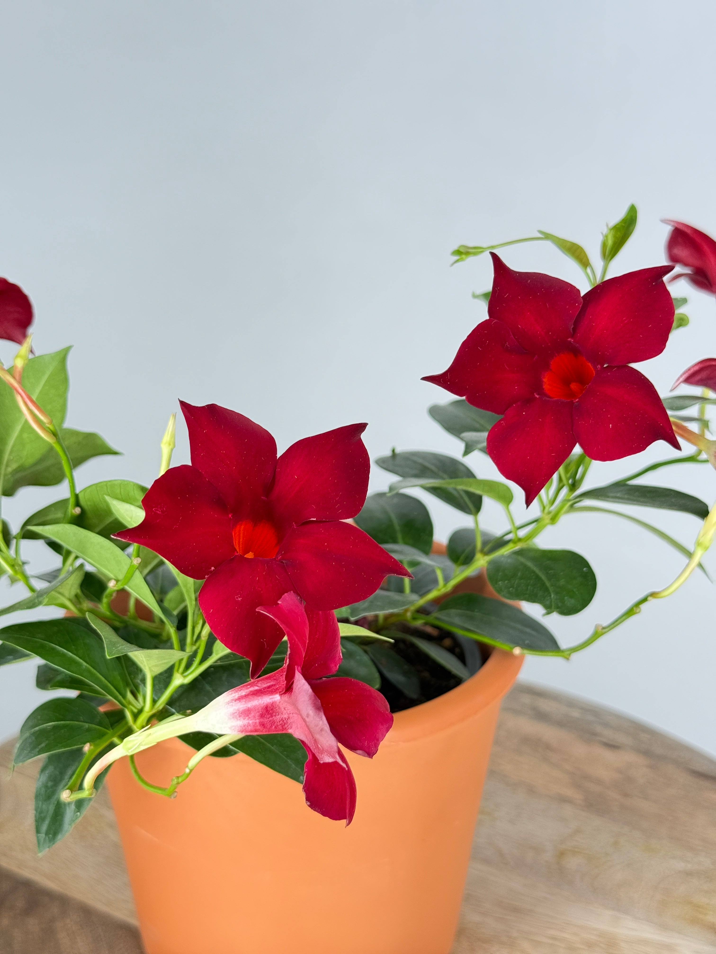 DIPLADENIA M13
