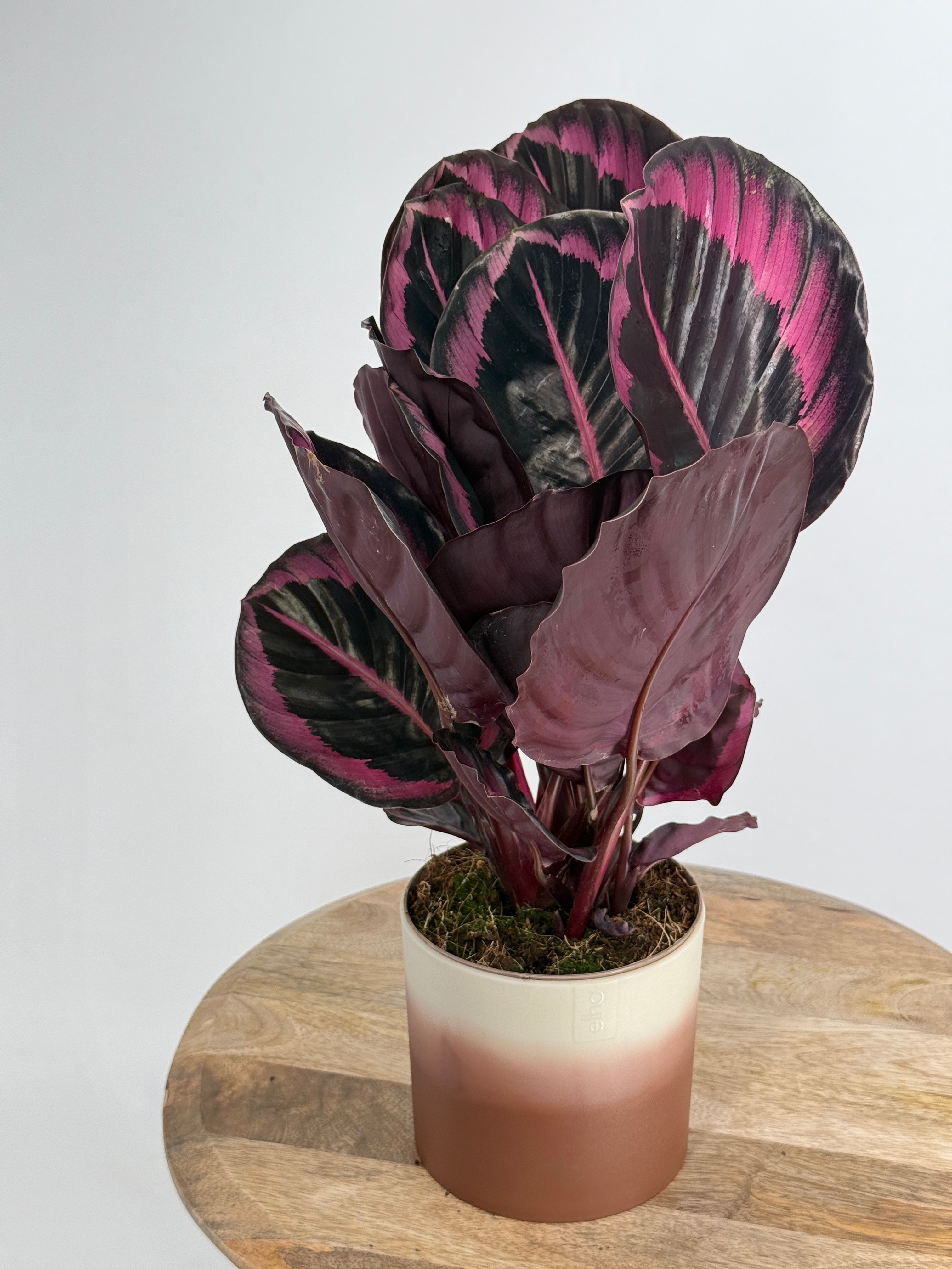CALATHEA ROSEA SURPRISESTAR M14