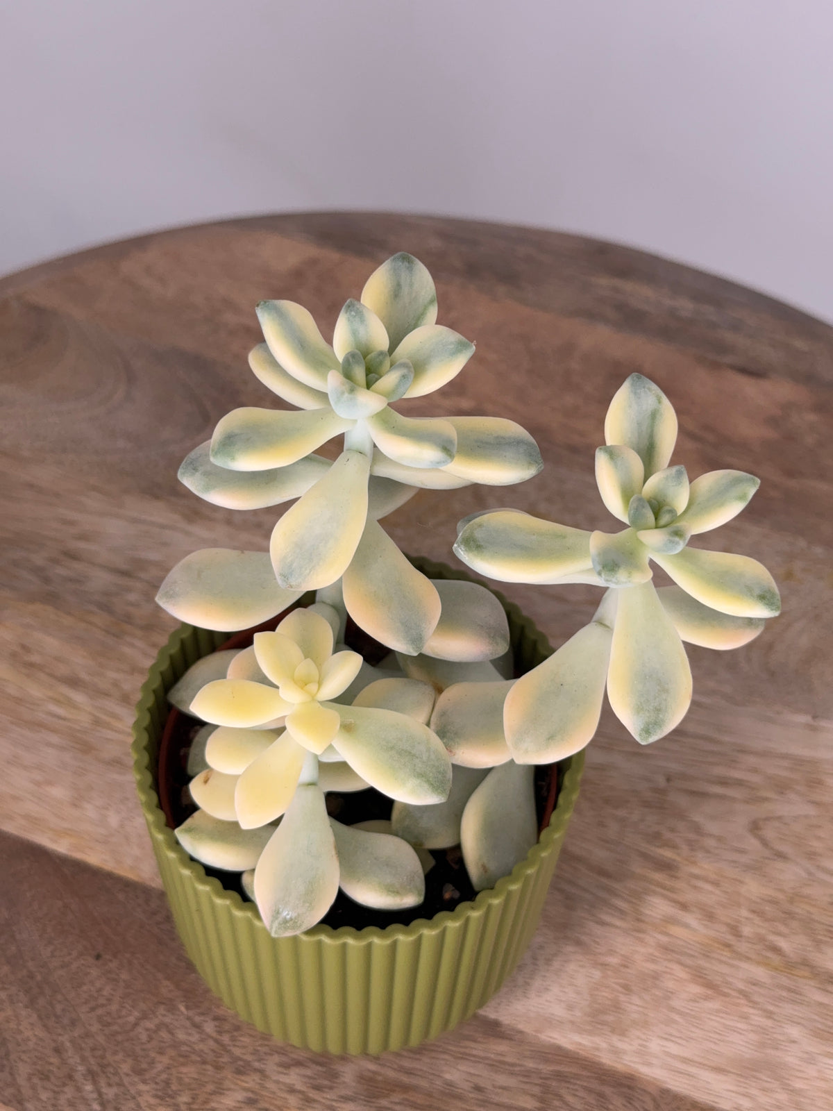 GRAPTOVERIA TITUBANS VARIEGATA M8,5