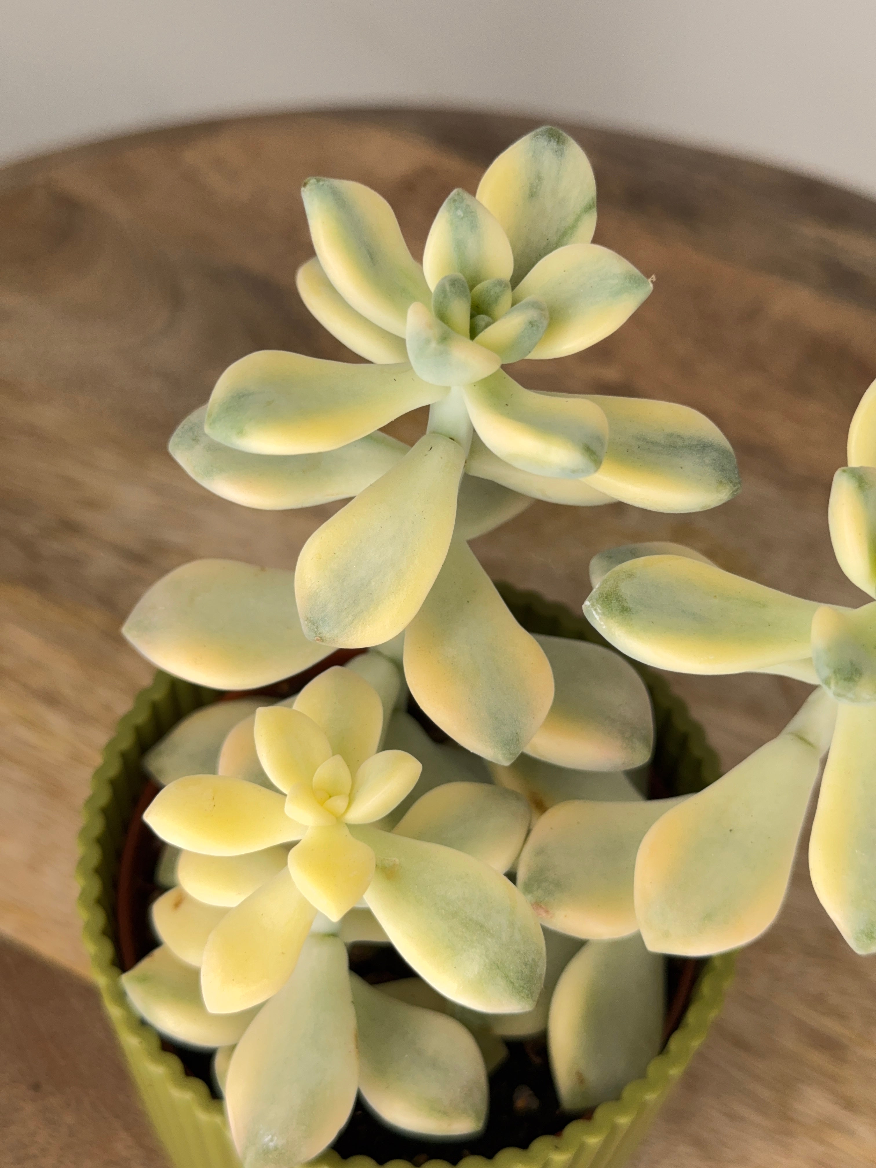 GRAPTOVERIA TITUBANS VARIEGATA M8,5