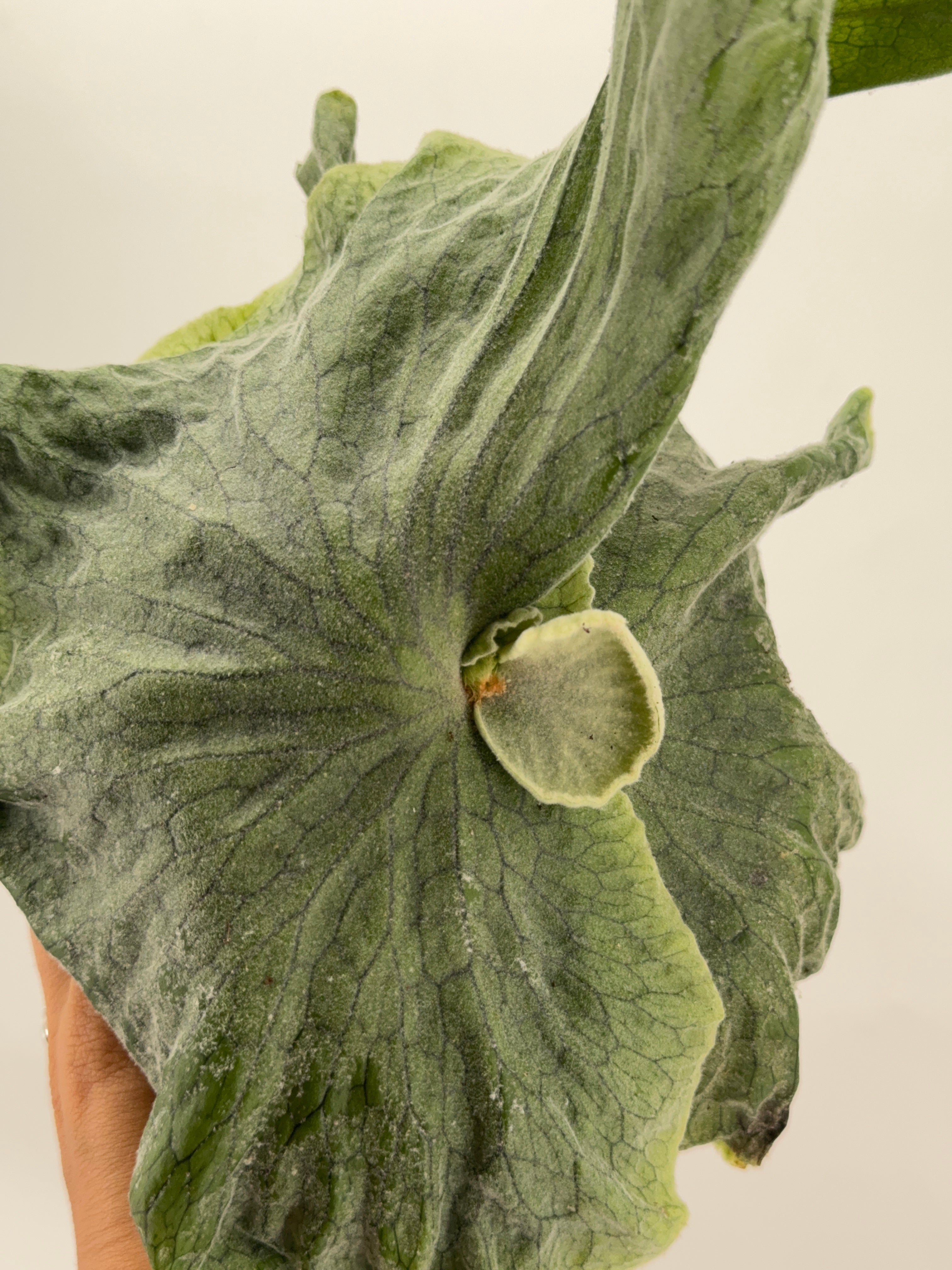 PLATYCERIUM SUPERBUM M12