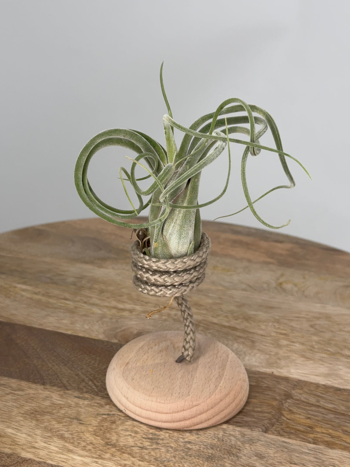 TILLANDSIA MIX