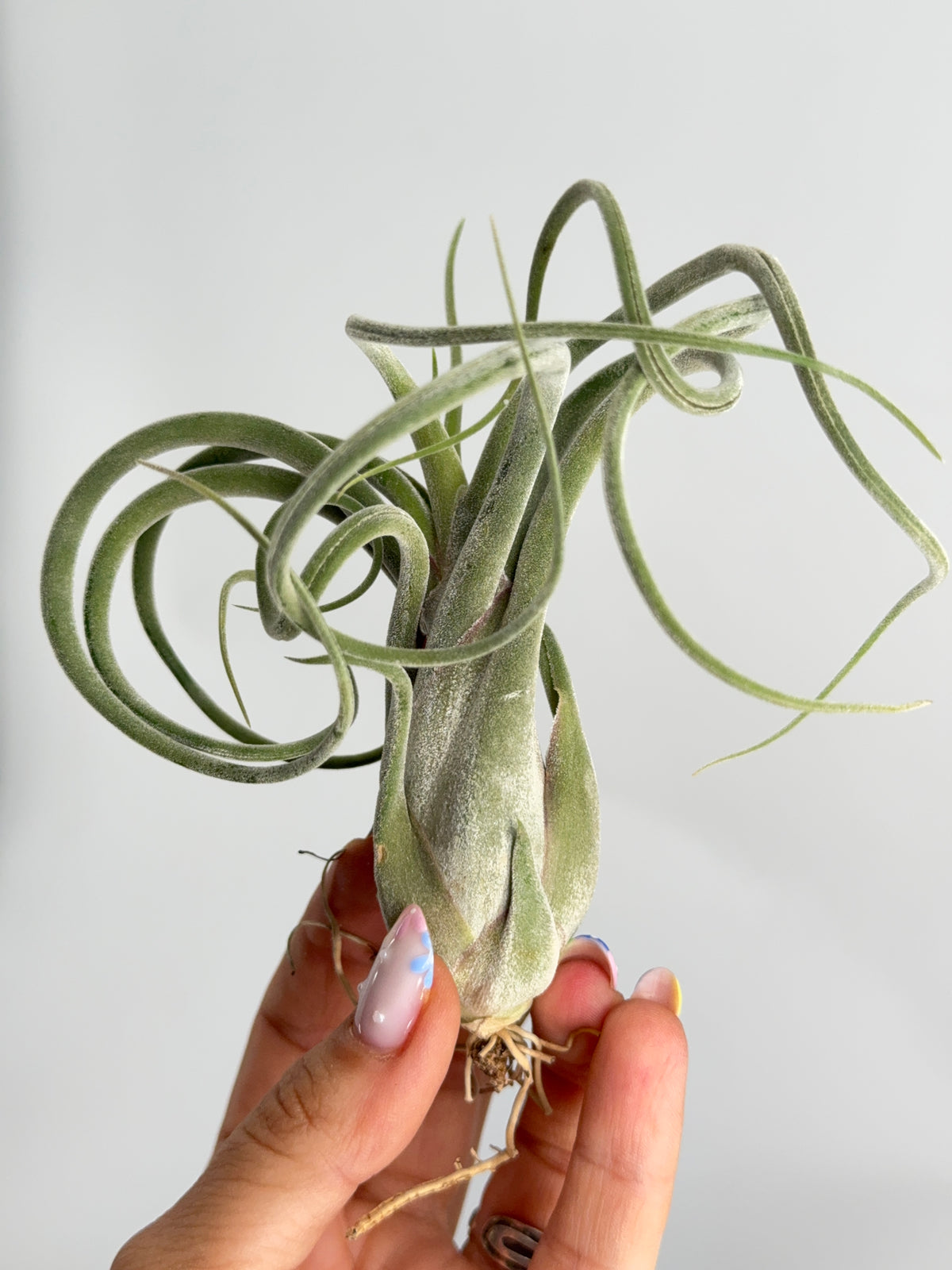 TILLANDSIA MIX