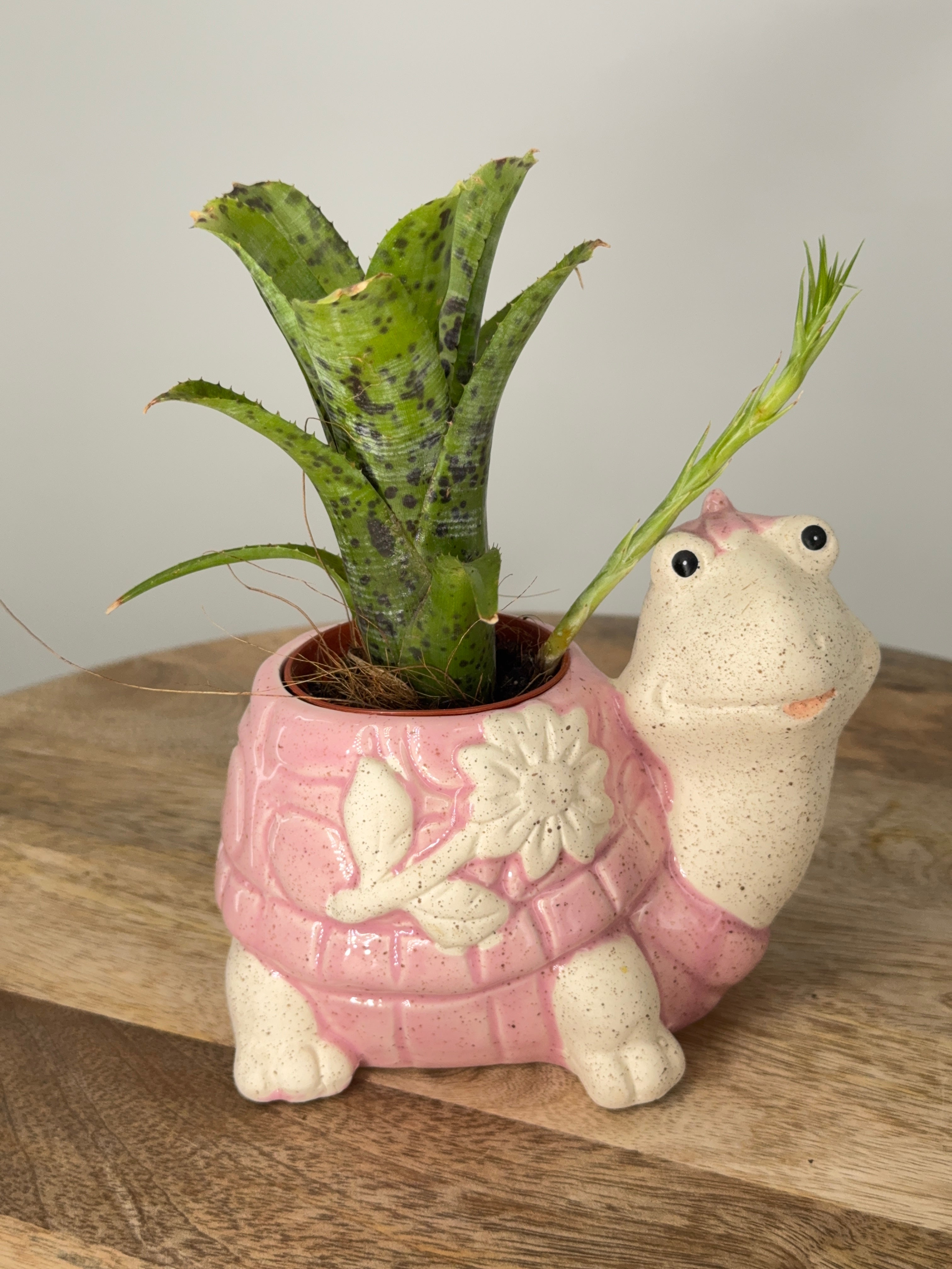 NEOREGELIA MIX C12