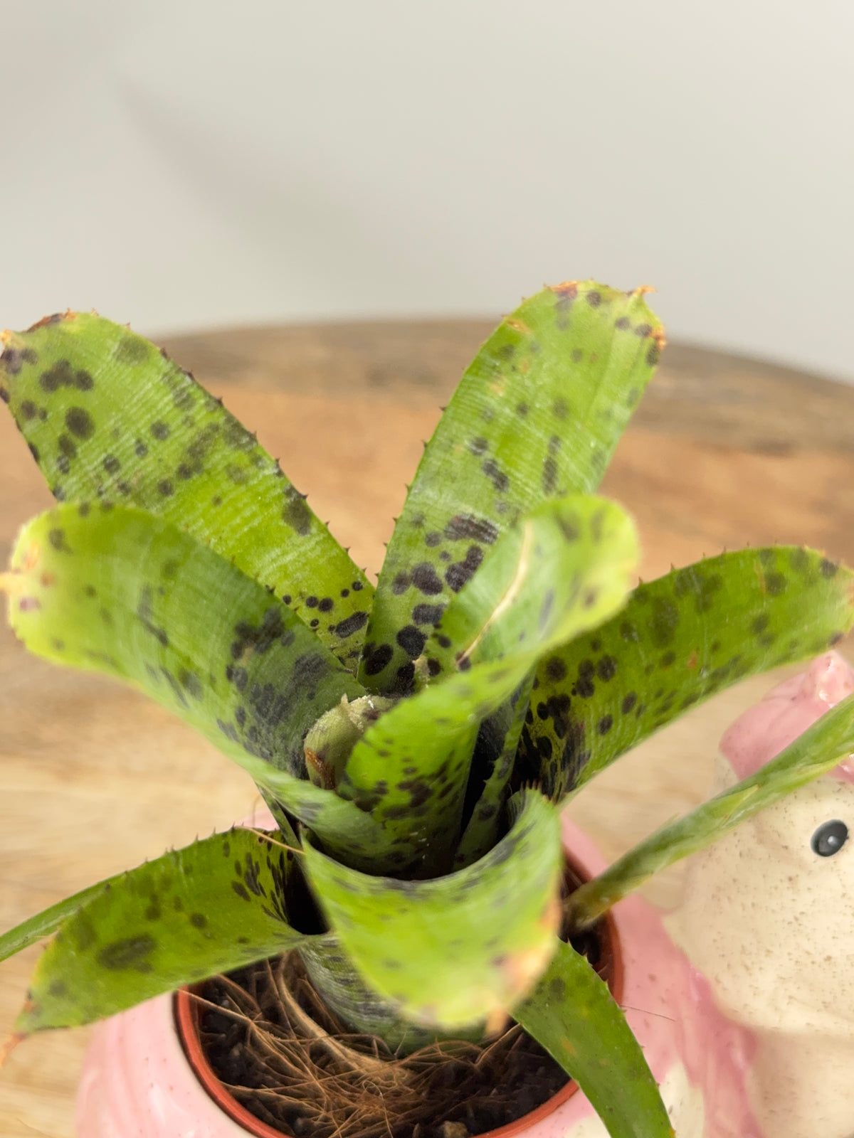 NEOREGELIA MIX C12