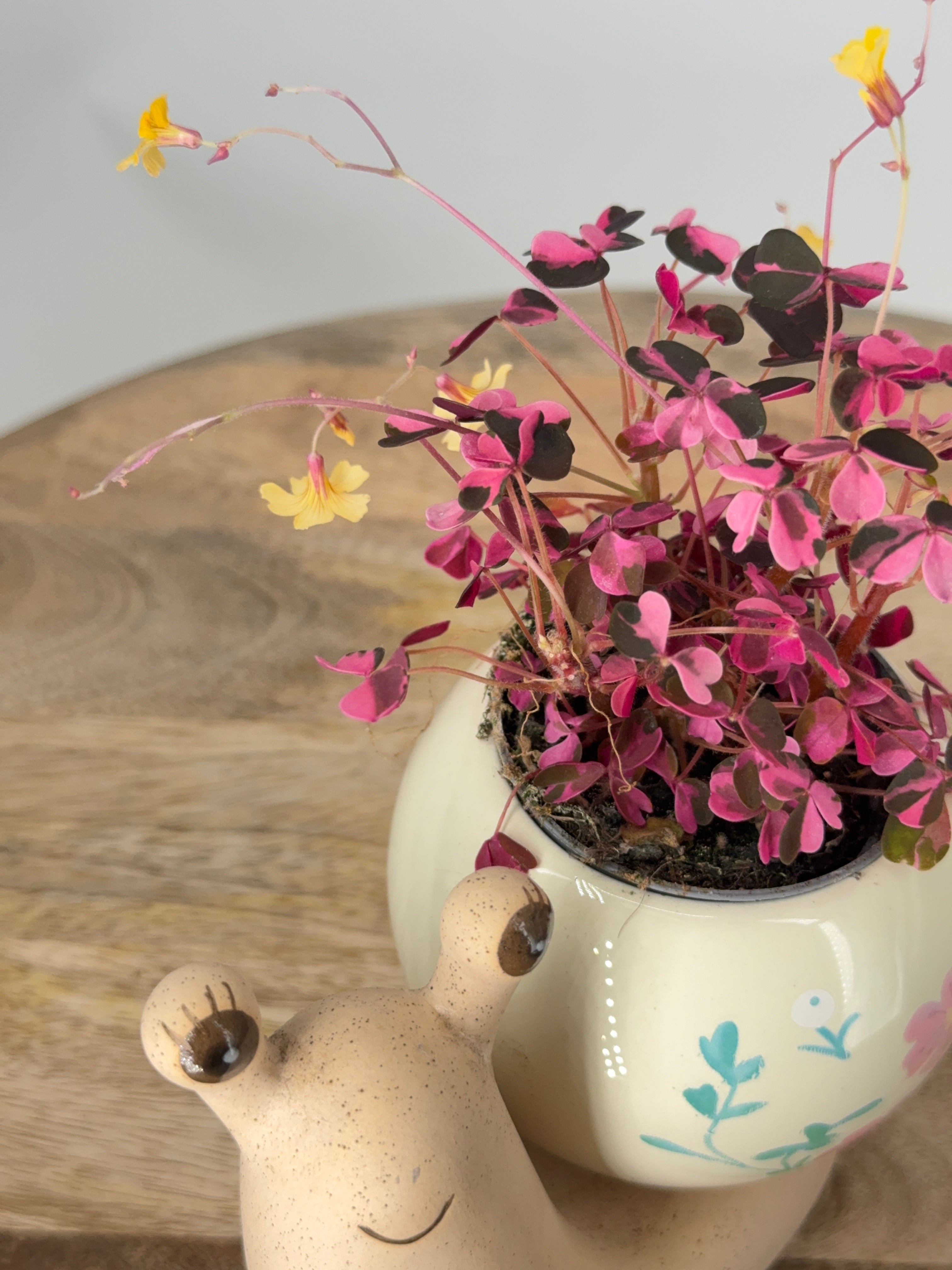 OXALIS CRAZY PLUM 6CM