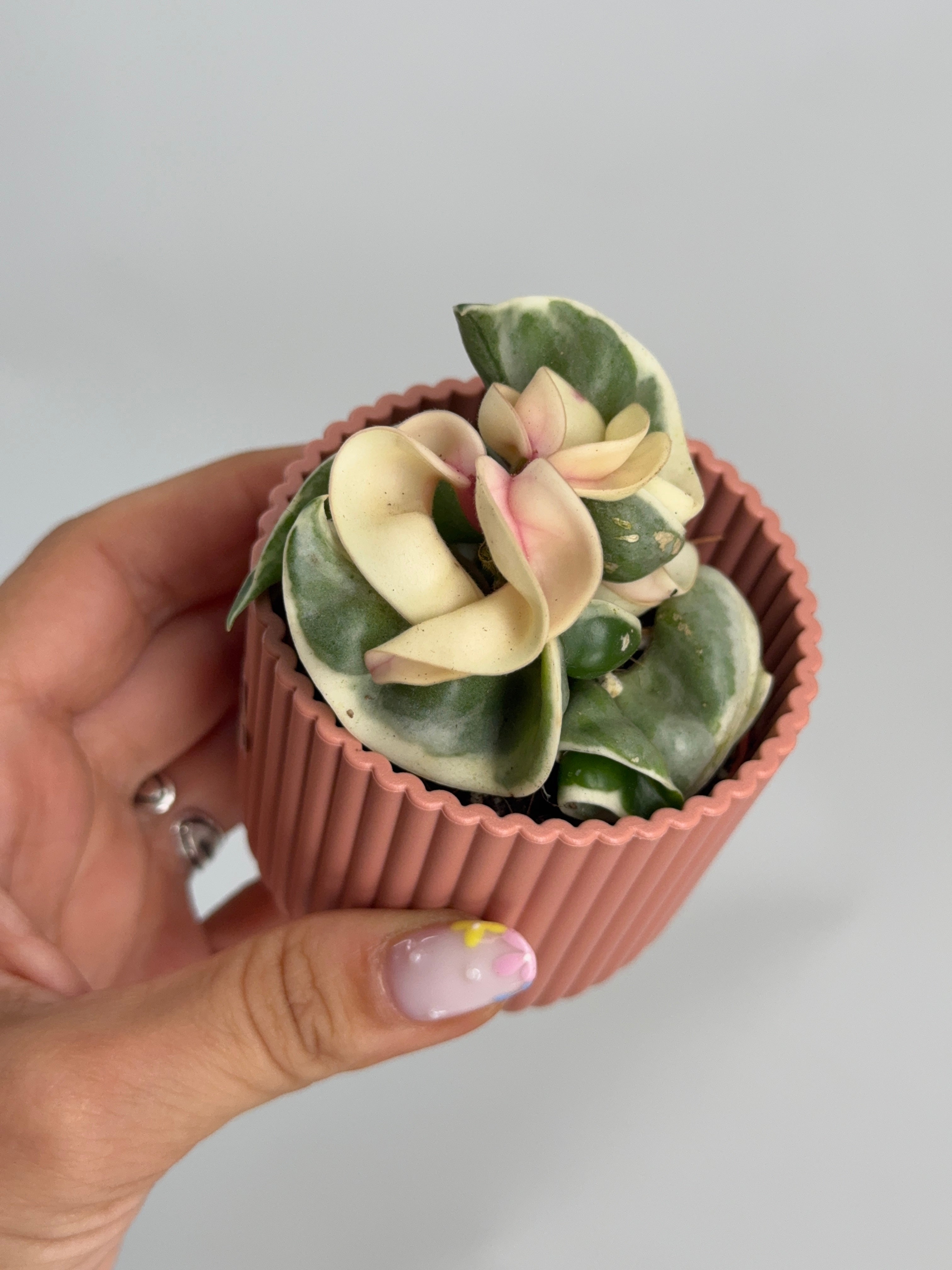 HOYA COMPACTA GREEN/VARIEGATA M6