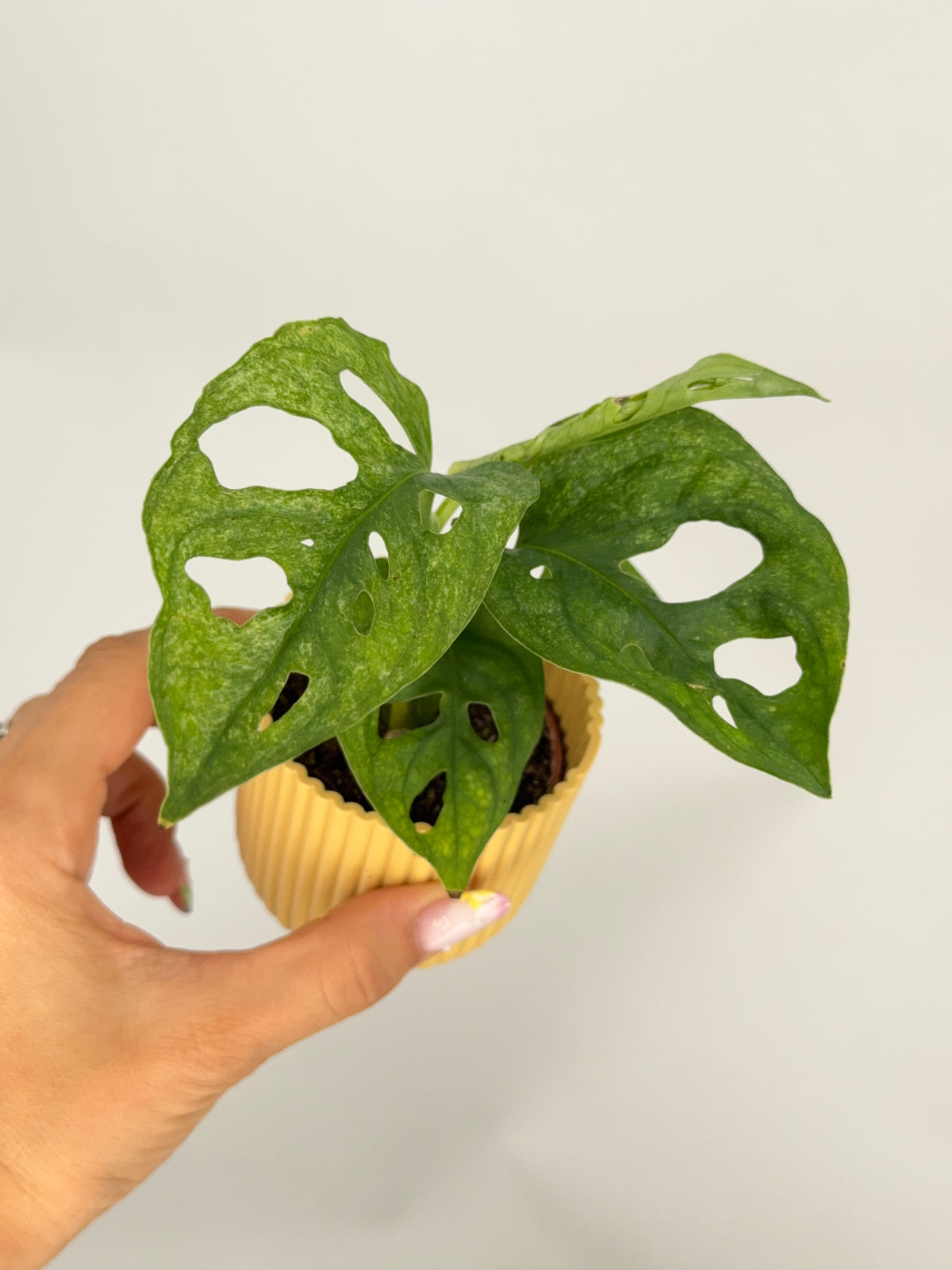 MONSTERA ADANSONI MINT M6