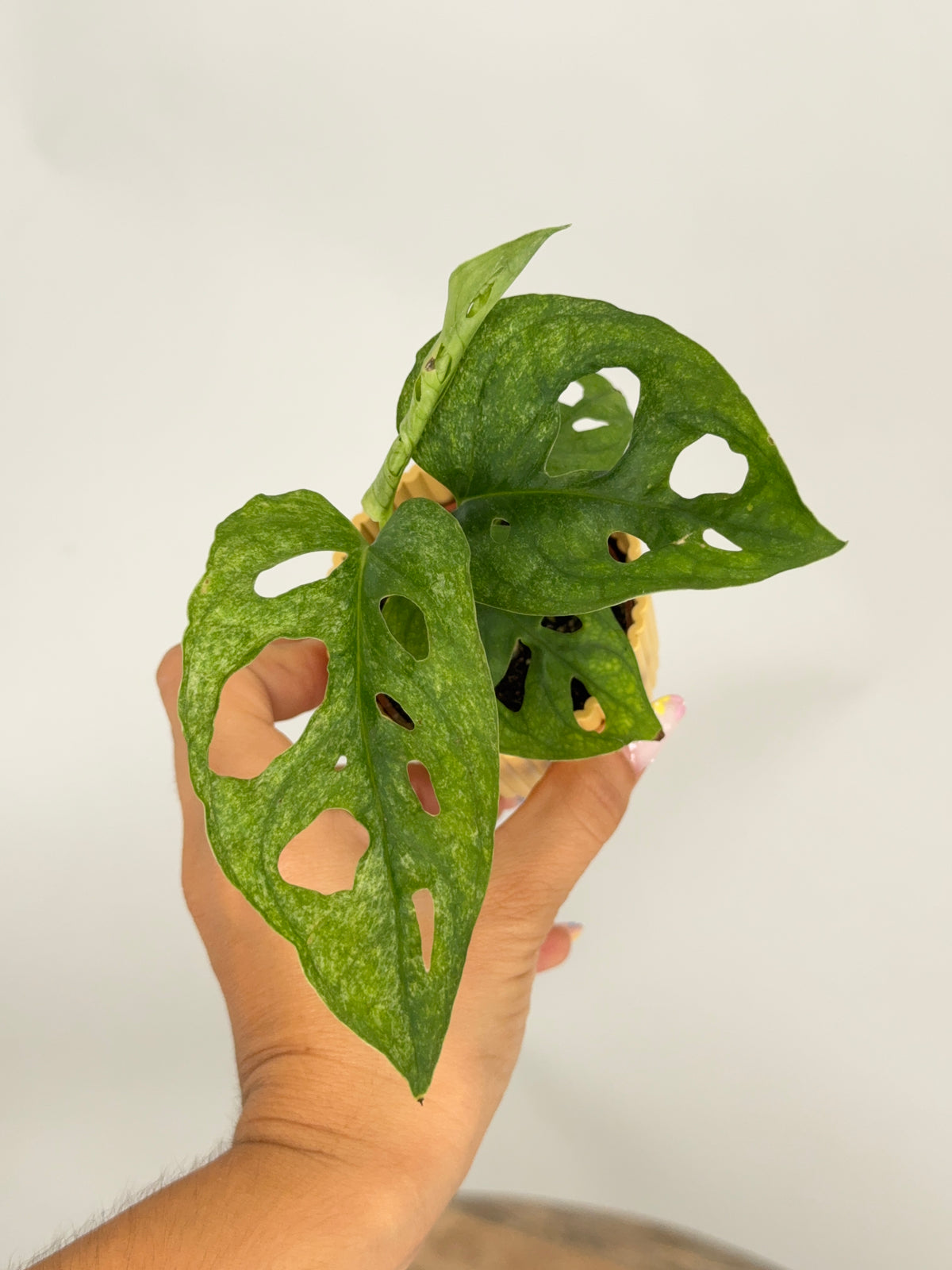 MONSTERA ADANSONI MINT M6