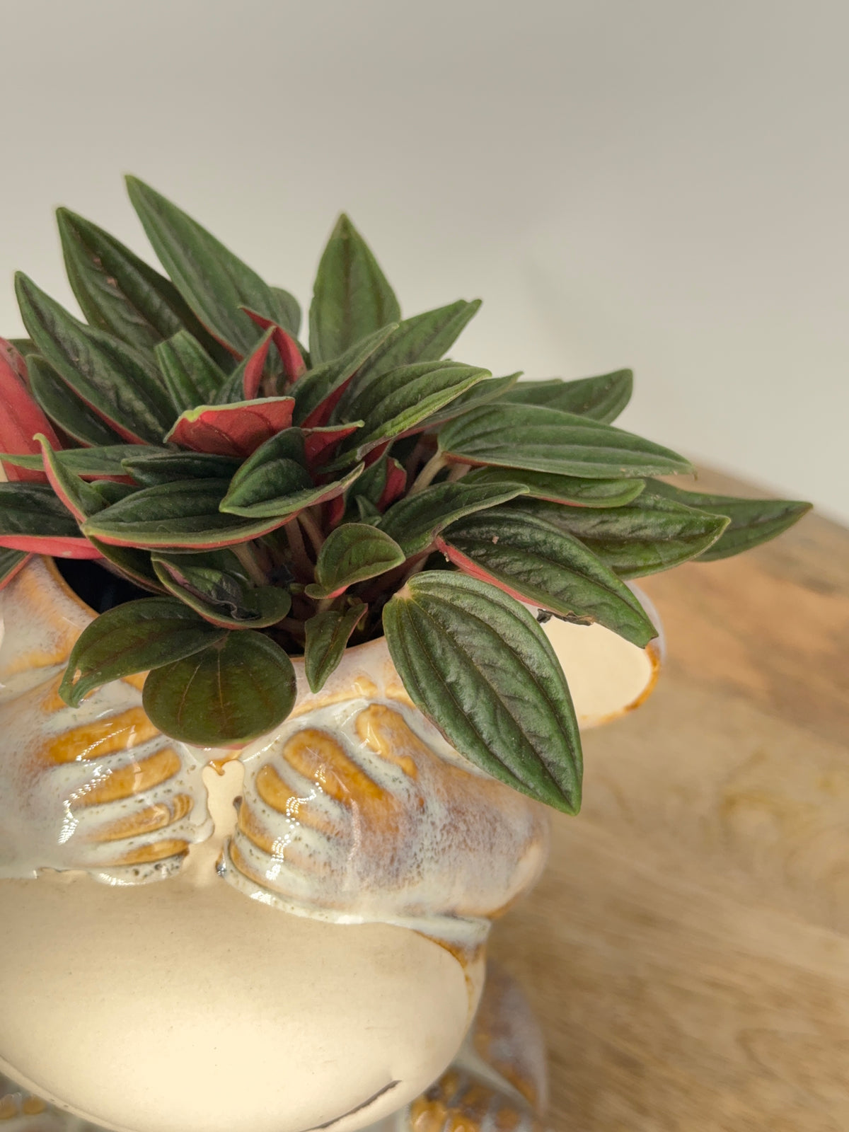 PEPEROMIA SMIT COLLE BAMBINO M5.5