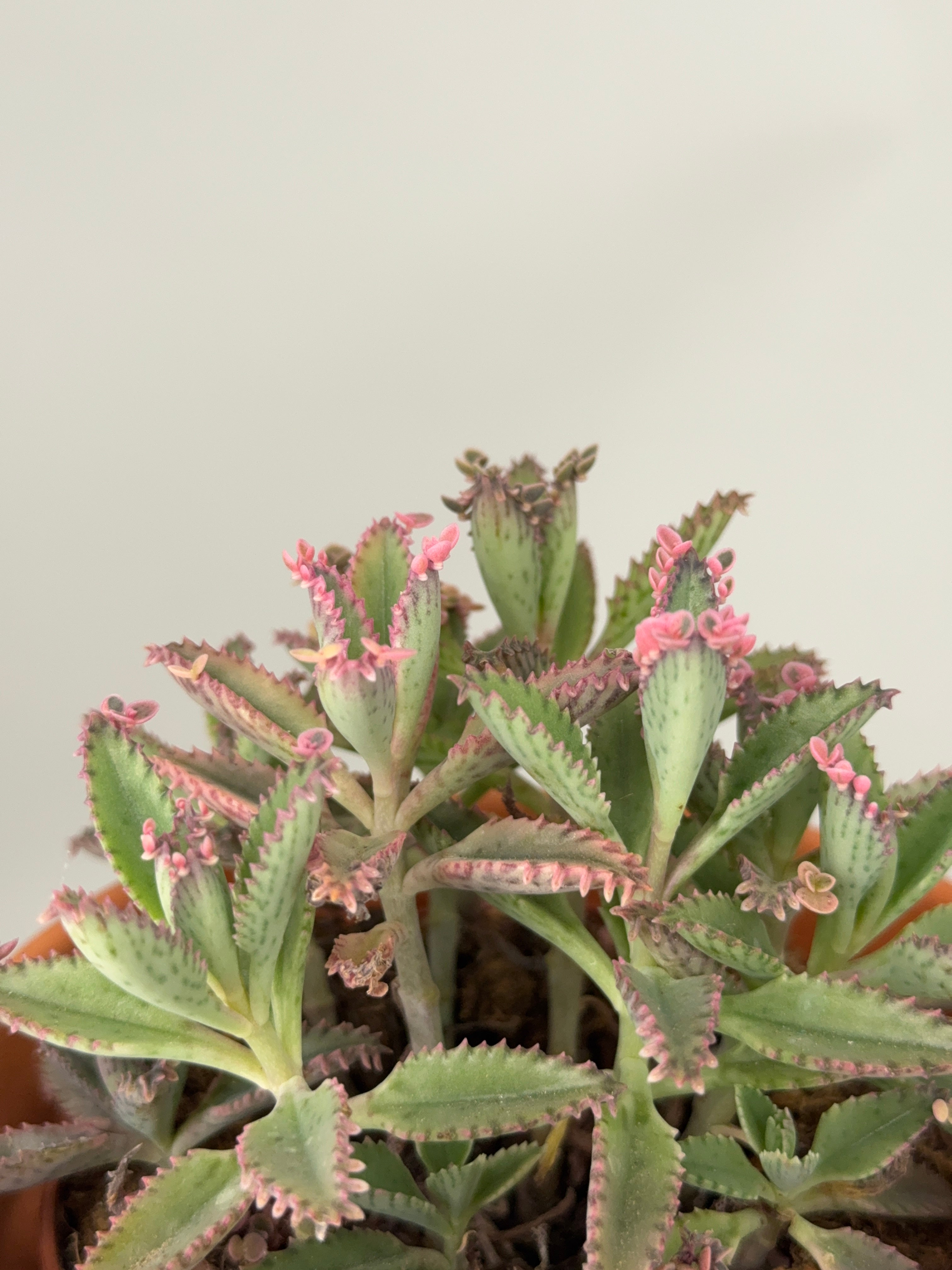 KALANCHOE ROSADO BUTTERFLY M12
