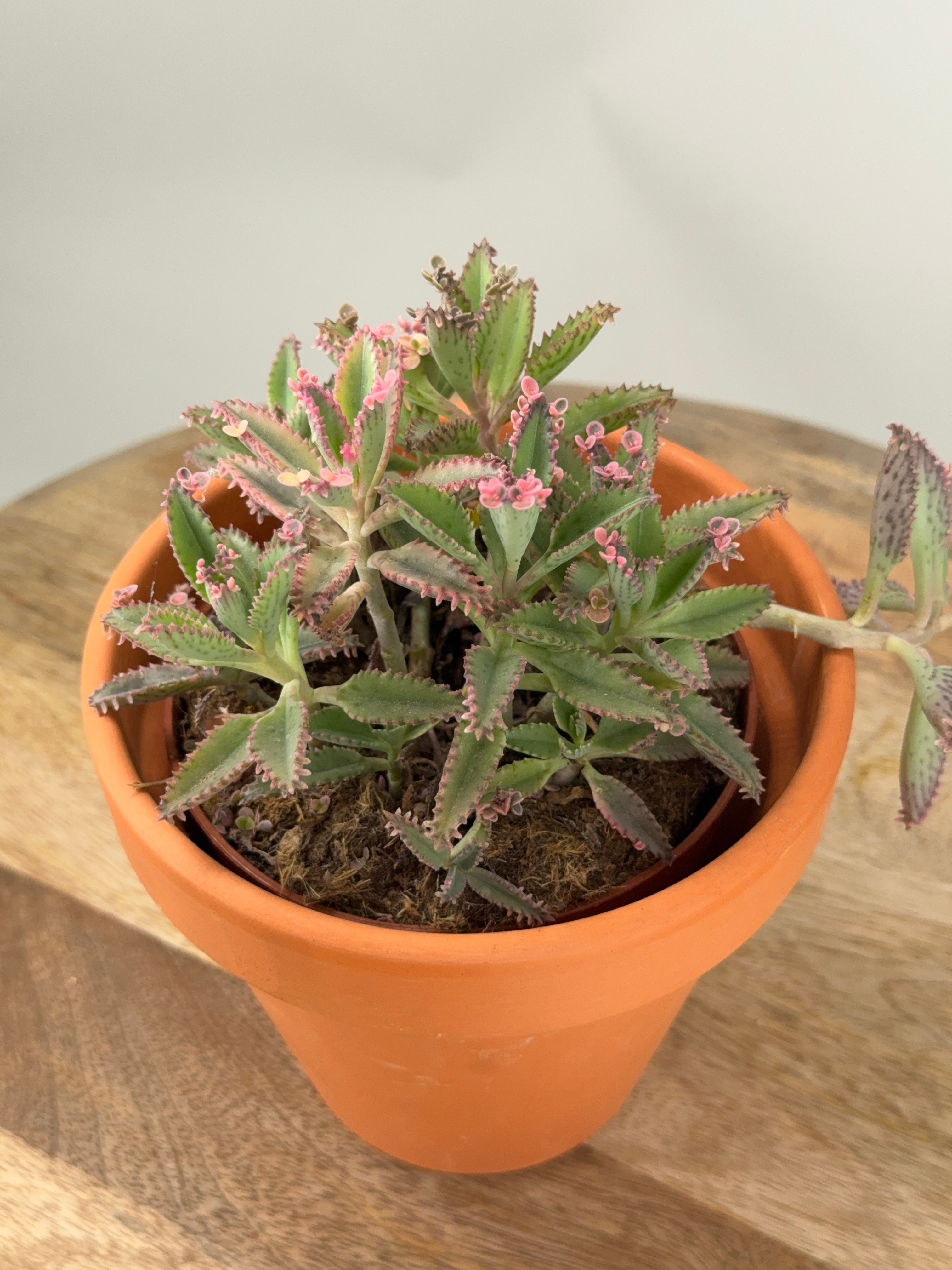 KALANCHOE ROSADO BUTTERFLY M12