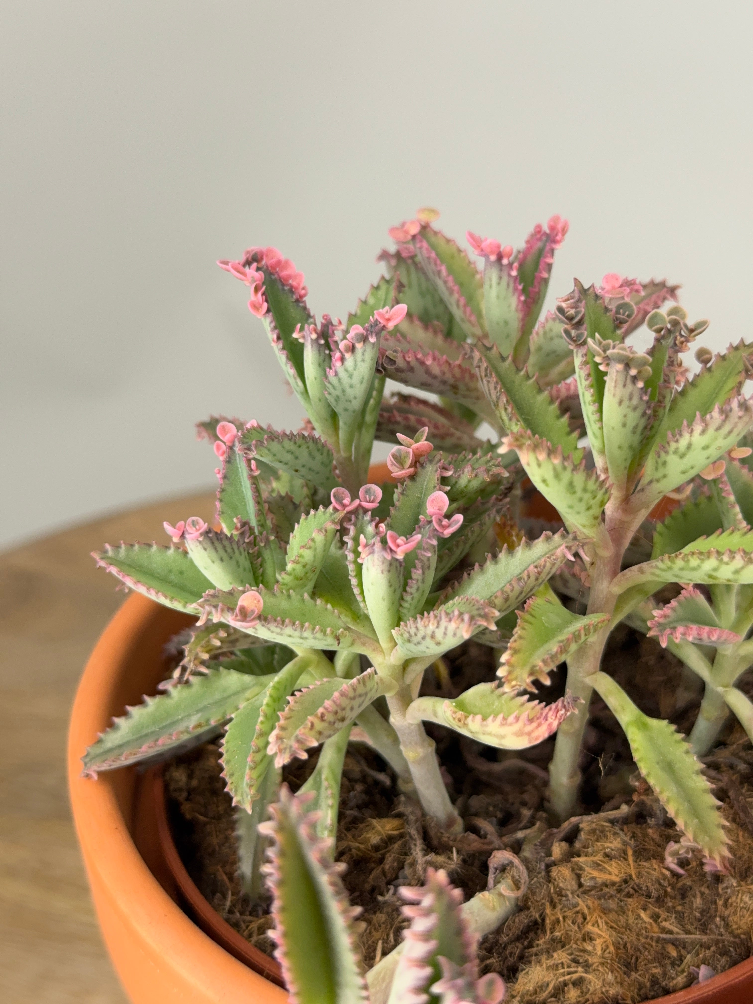 KALANCHOE ROSADO BUTTERFLY M12