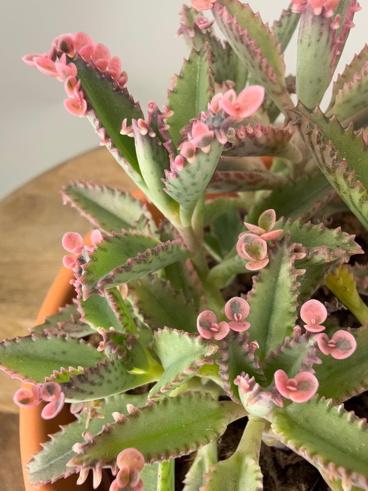 KALANCHOE ROSADO BUTTERFLY M12