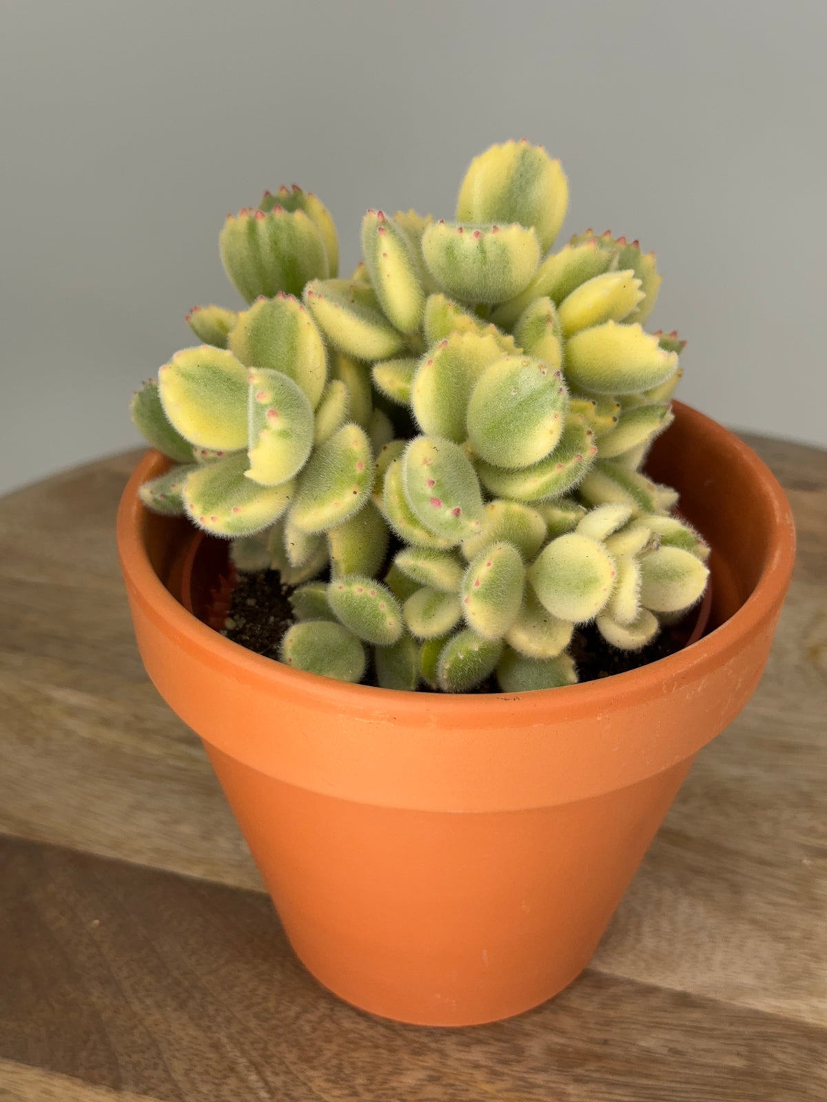 COTYLEDON LADYSMITHIENSIS M10,5