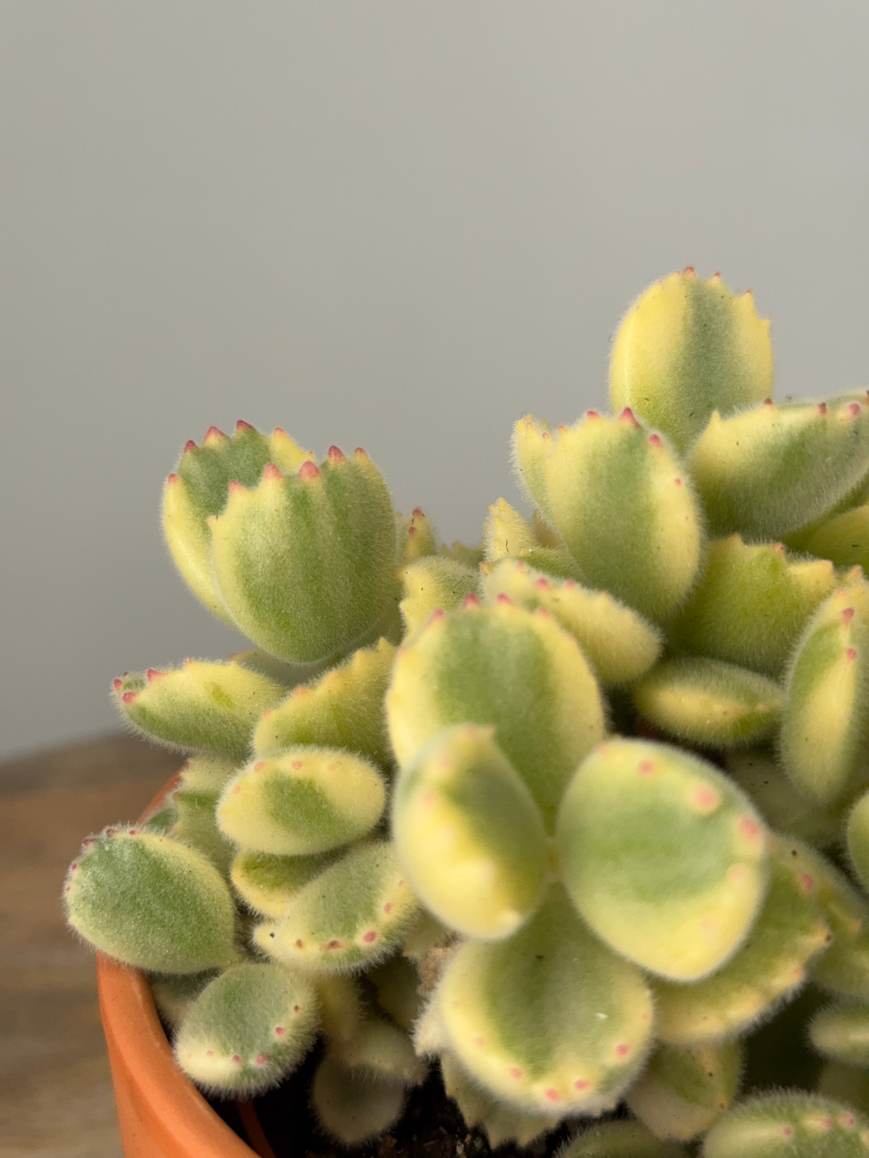COTYLEDON LADYSMITHIENSIS M10,5