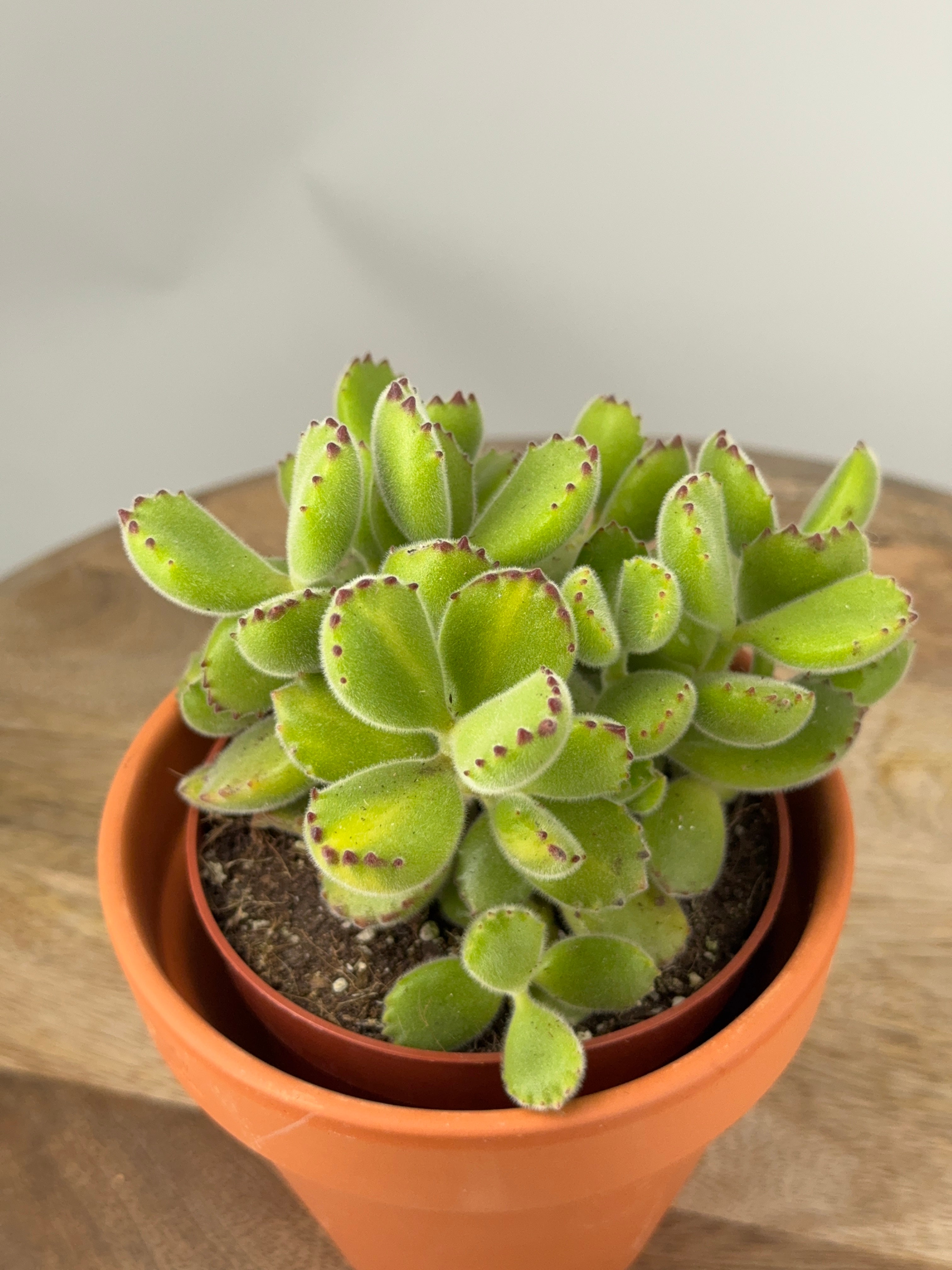 COTYLEDON LADYSMITHIENSIS M10,5