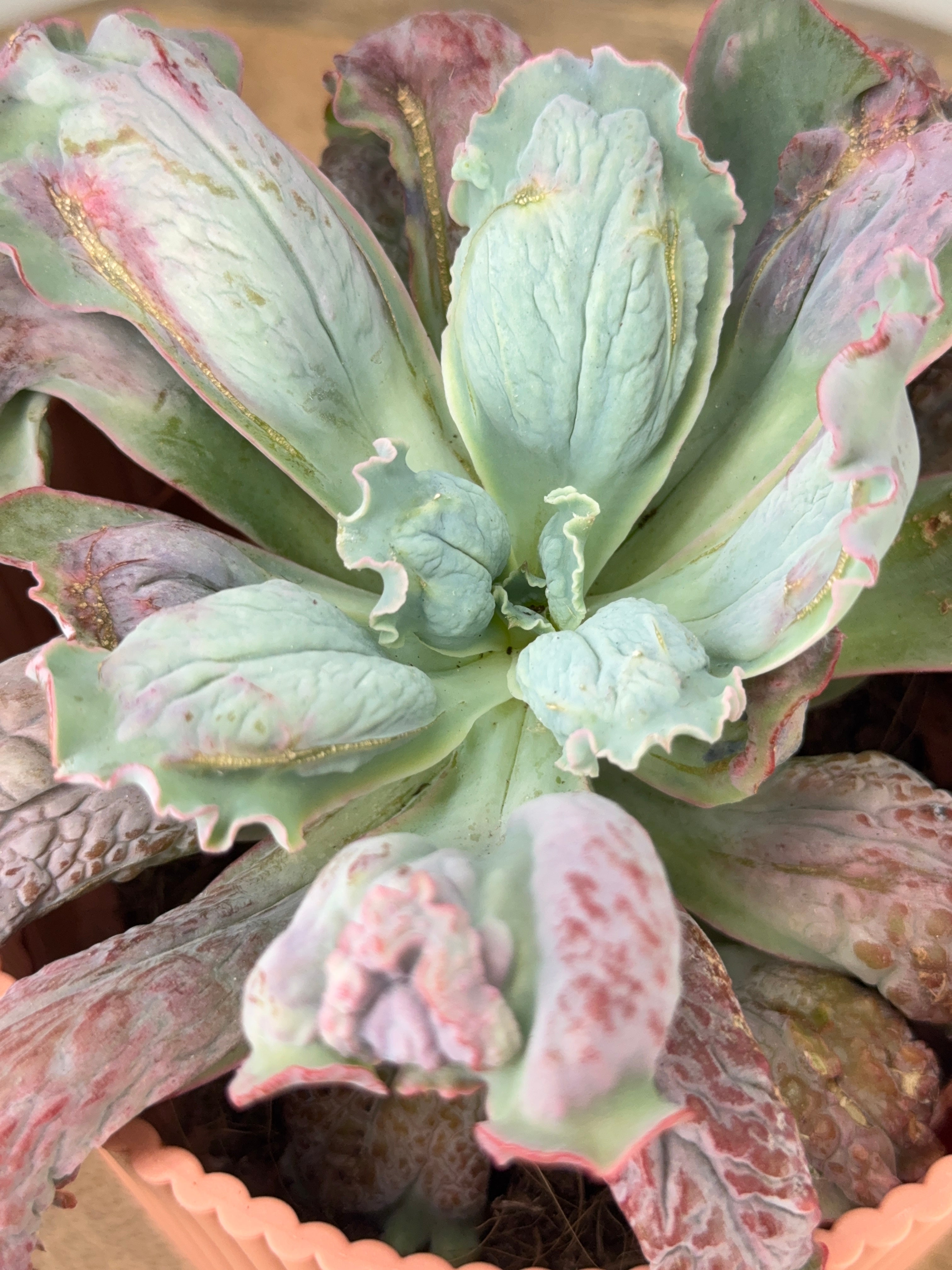 ECHEVERIA PAUL BUNYAN M13