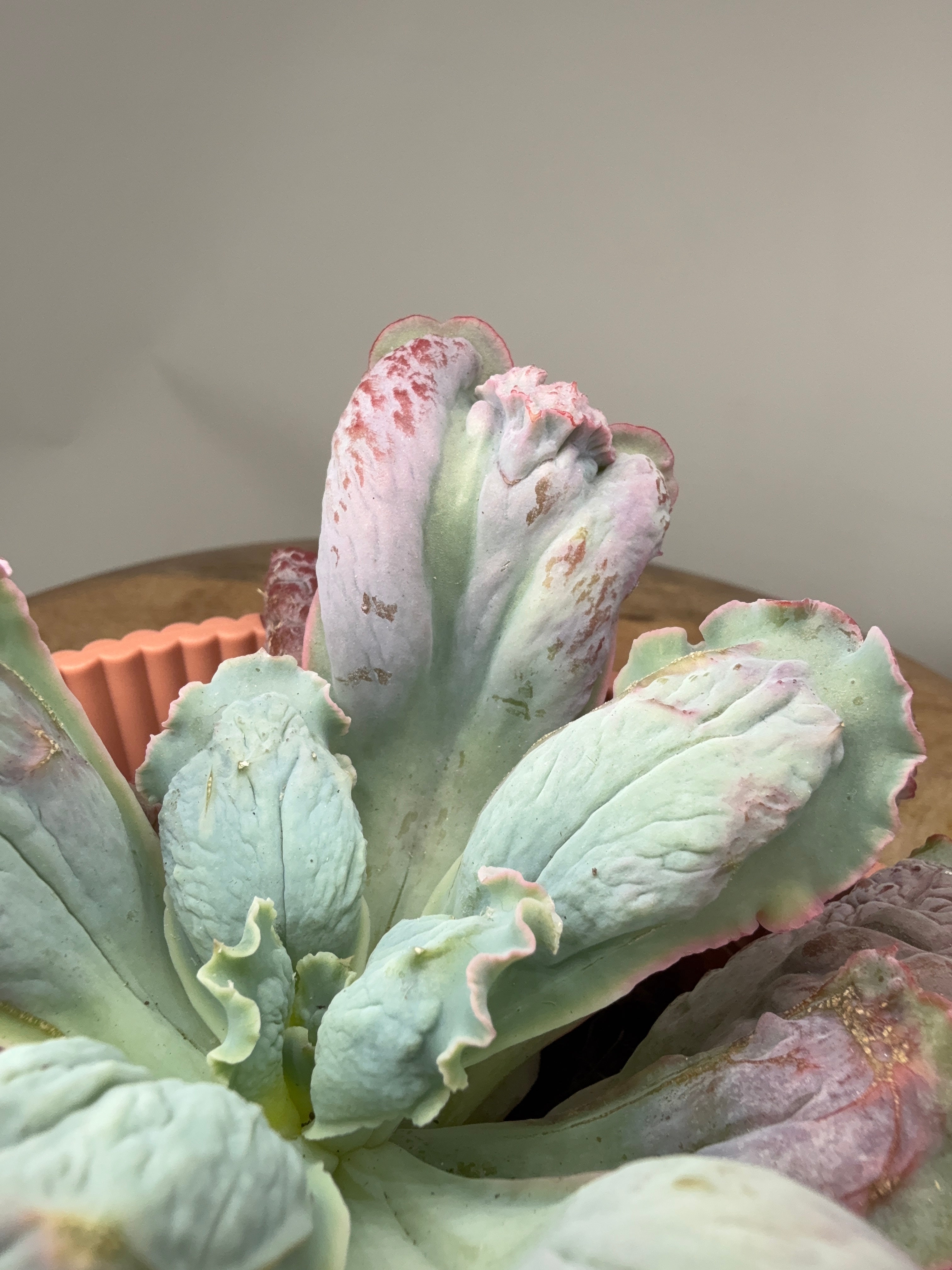 ECHEVERIA PAUL BUNYAN M13