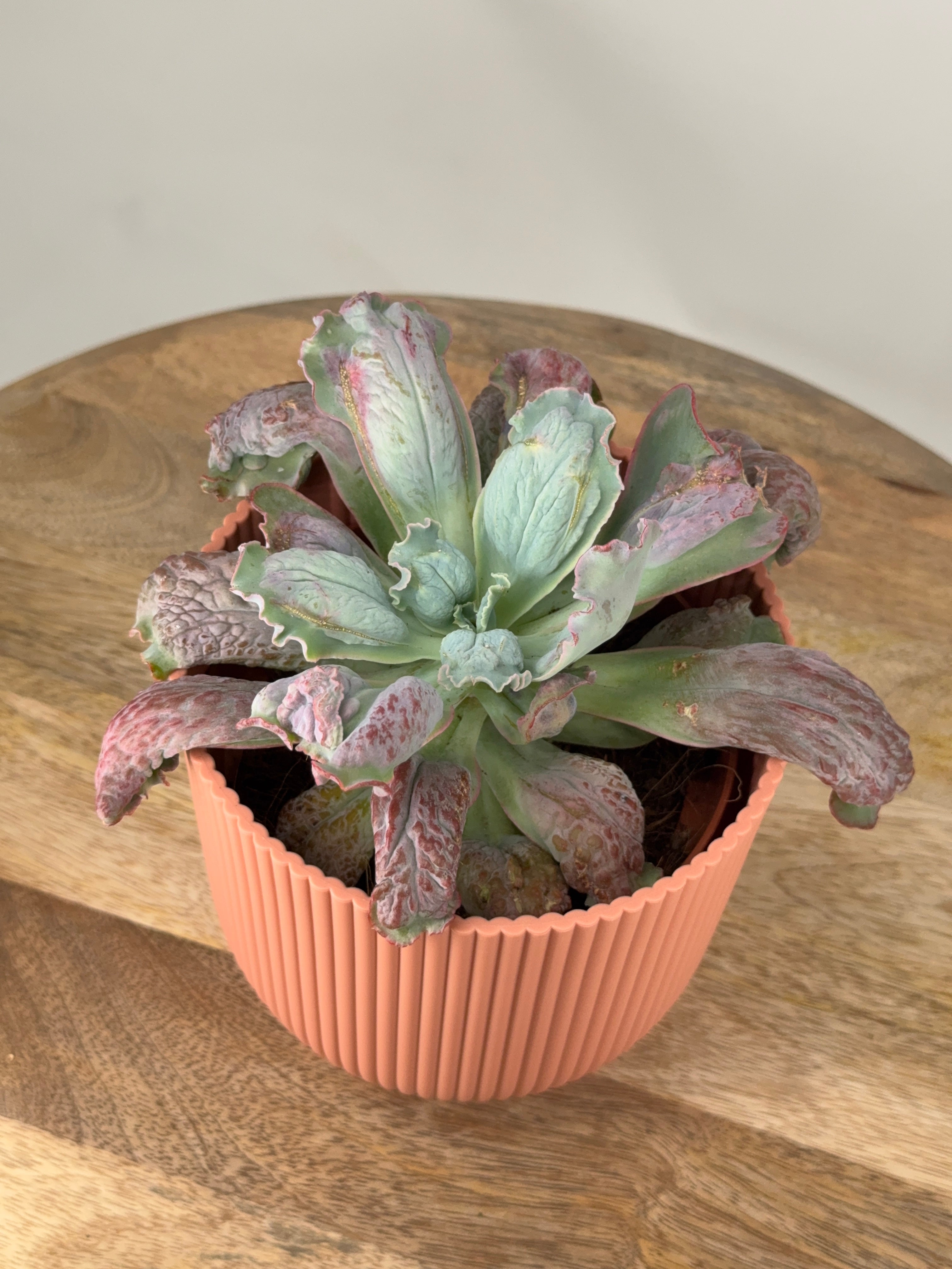 ECHEVERIA PAUL BUNYAN M13