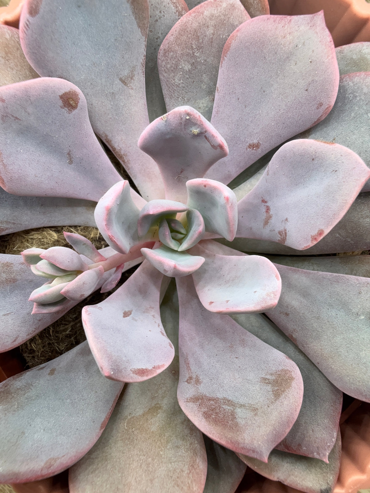 ECHEVERIA MIX M8.5