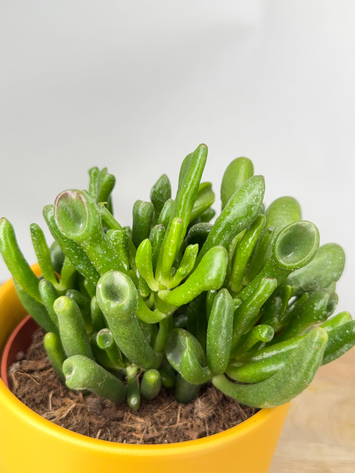 CRASSULA HOBBIT SUPURE M12