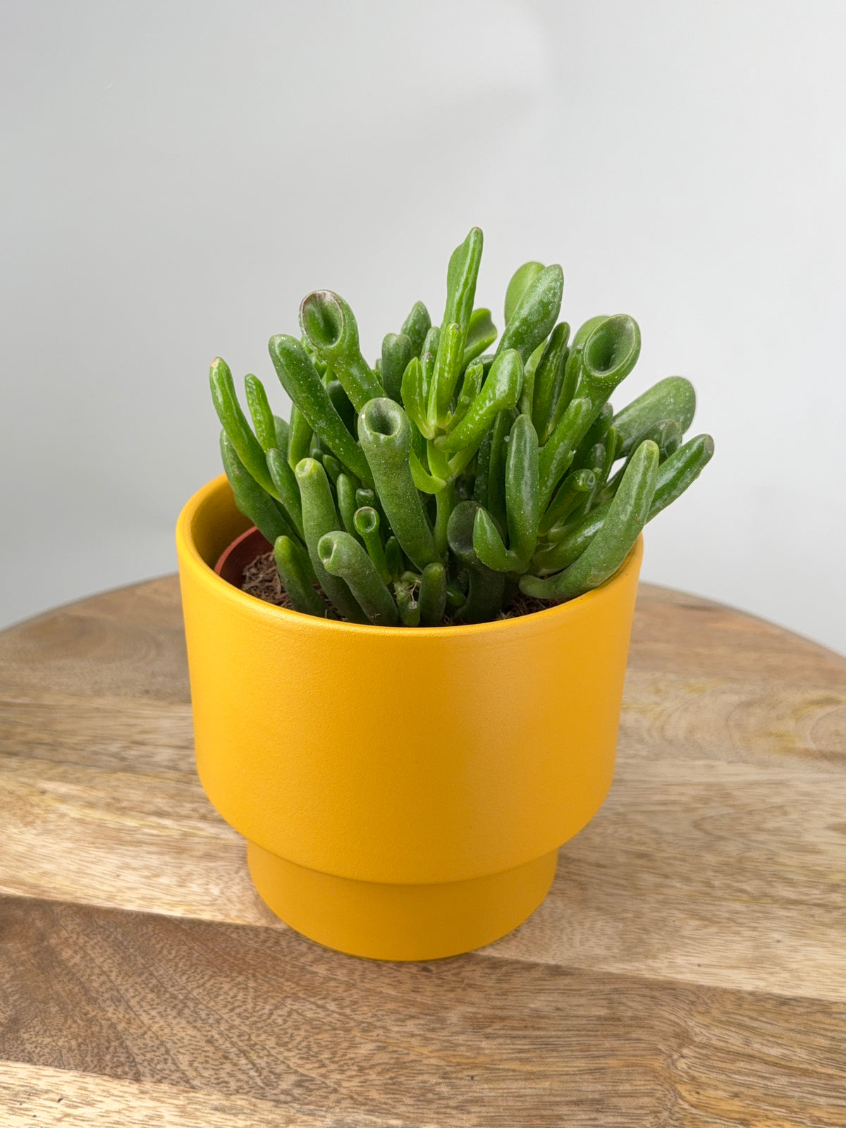 CRASSULA HOBBIT SUPURE M12