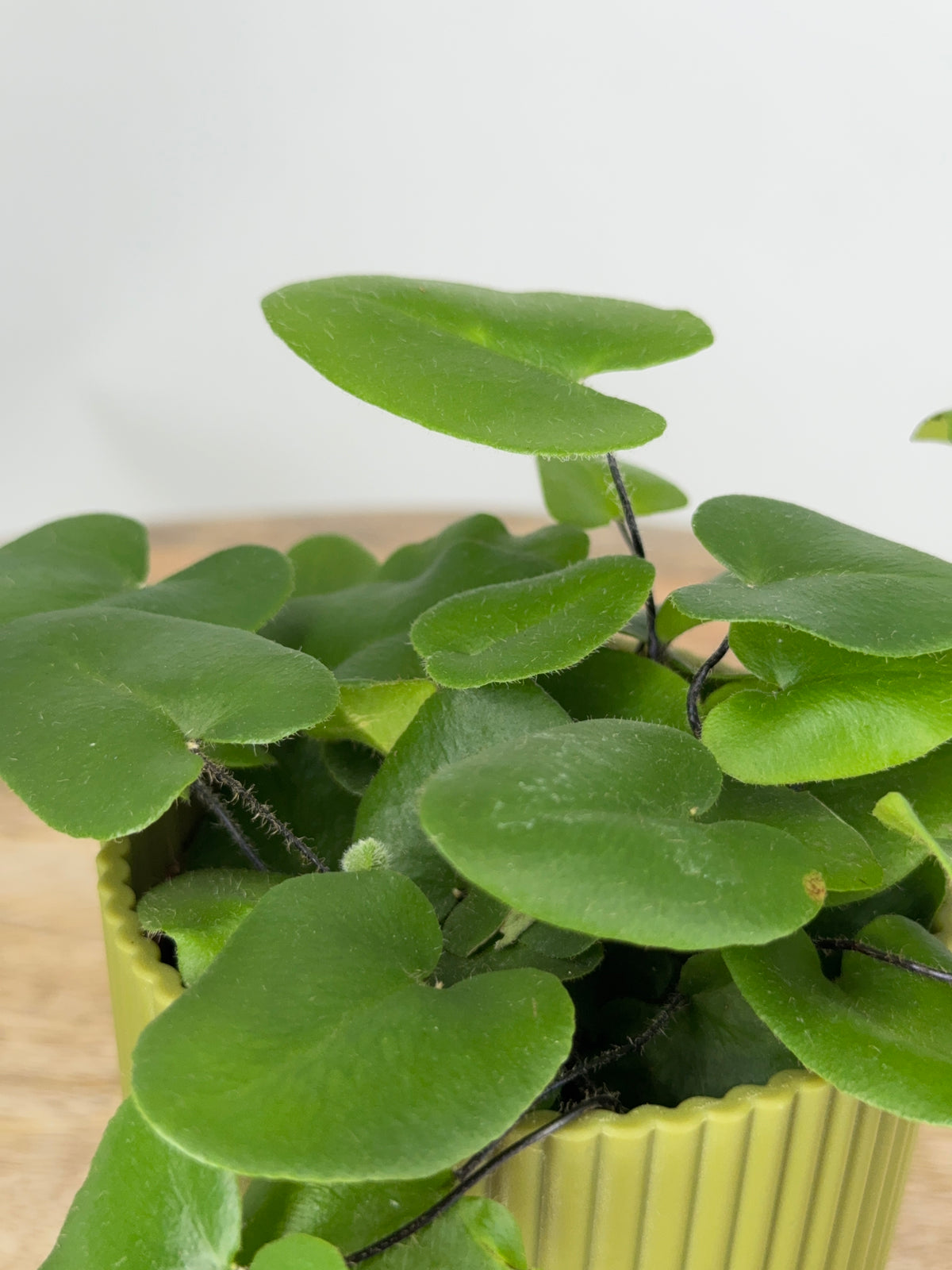 HEMIONITIS ARIFOLIA M7