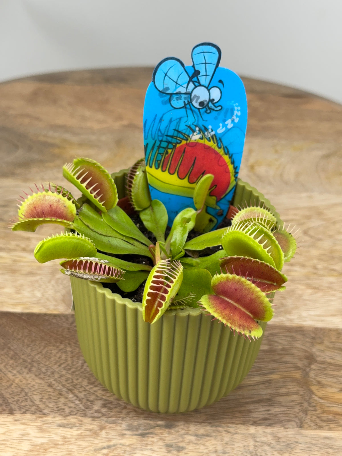 DIONAEA MUSCIPULA