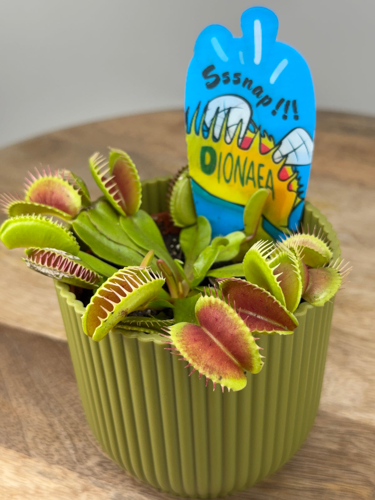 DIONAEA MUSCIPULA