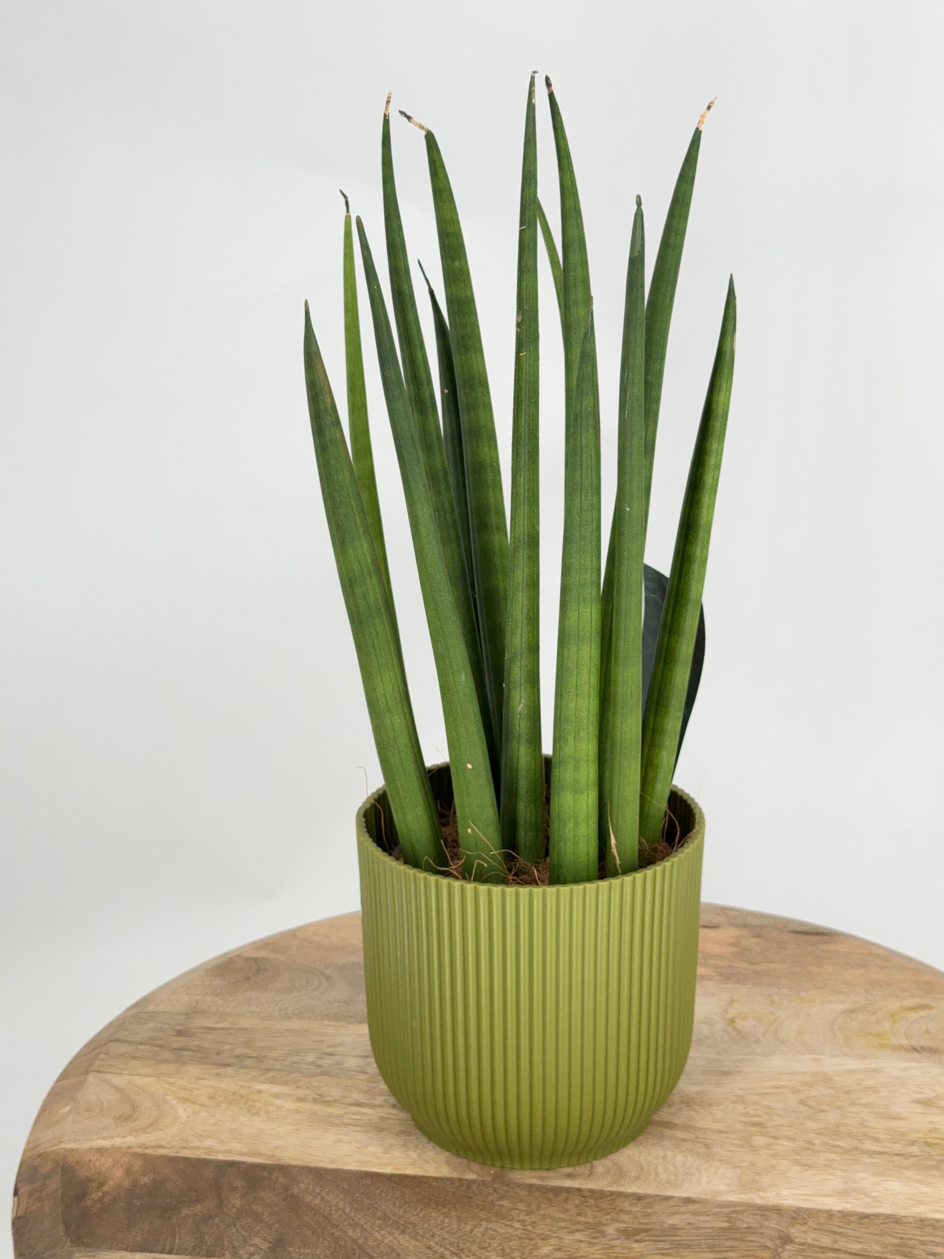 SANSEVIERIA CYLINDRICA MIX M12