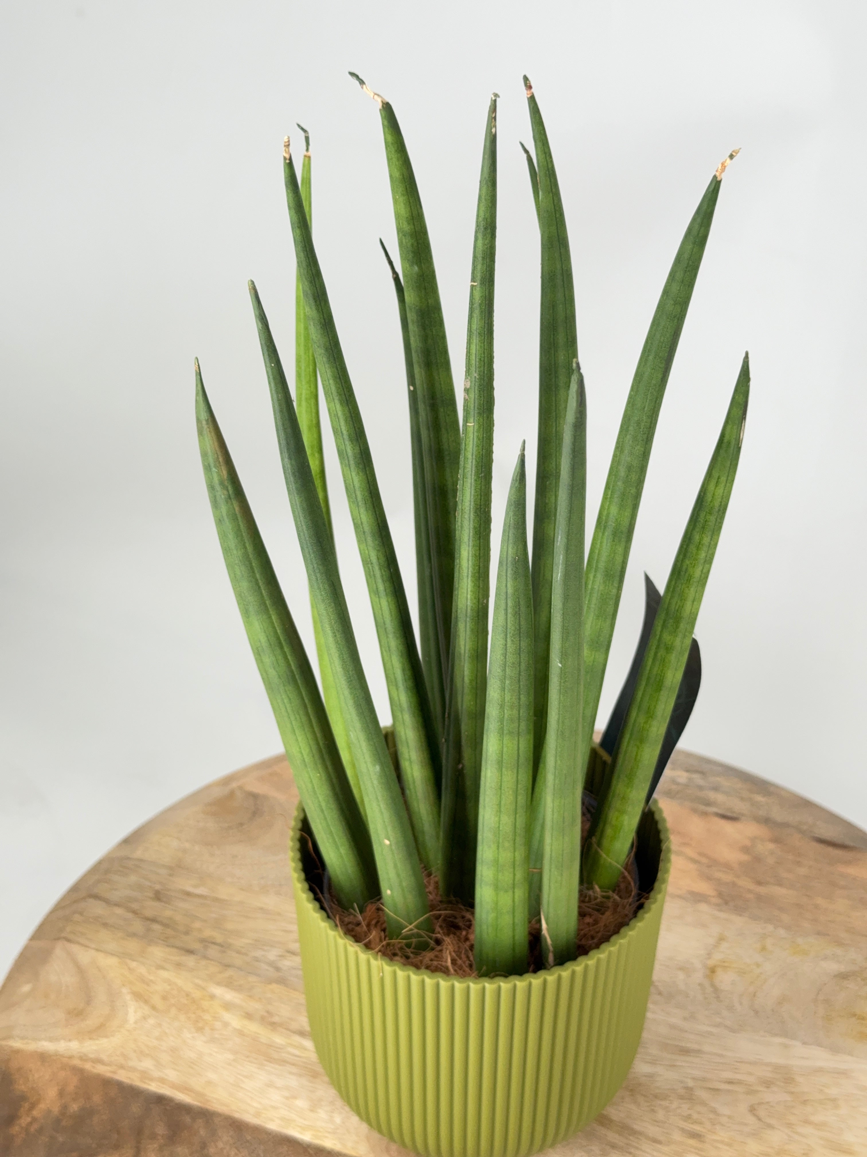 SANSEVIERIA CYLINDRICA MIX M12