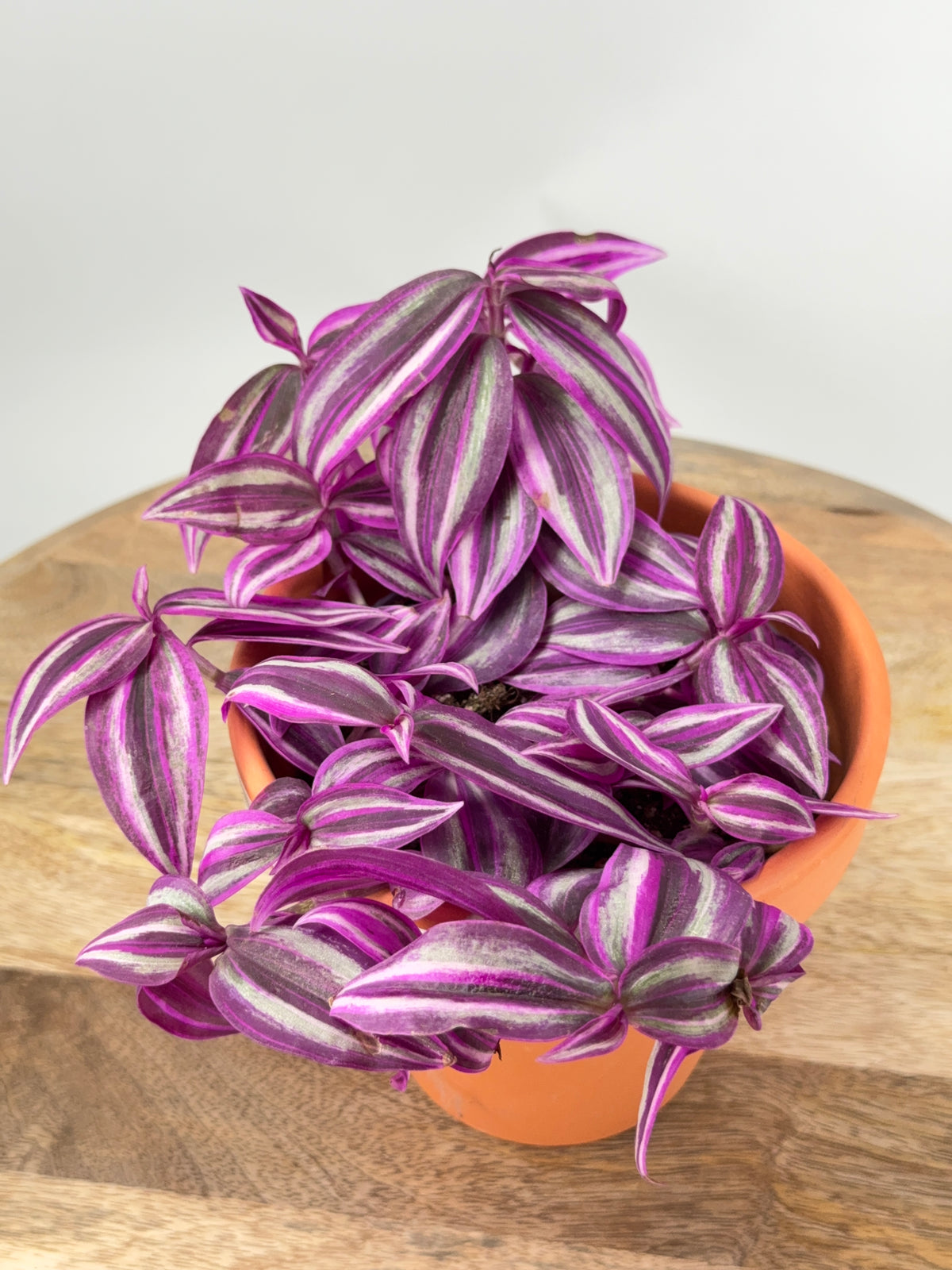 TRADESCANTIA PINK PARADAISE M10.5