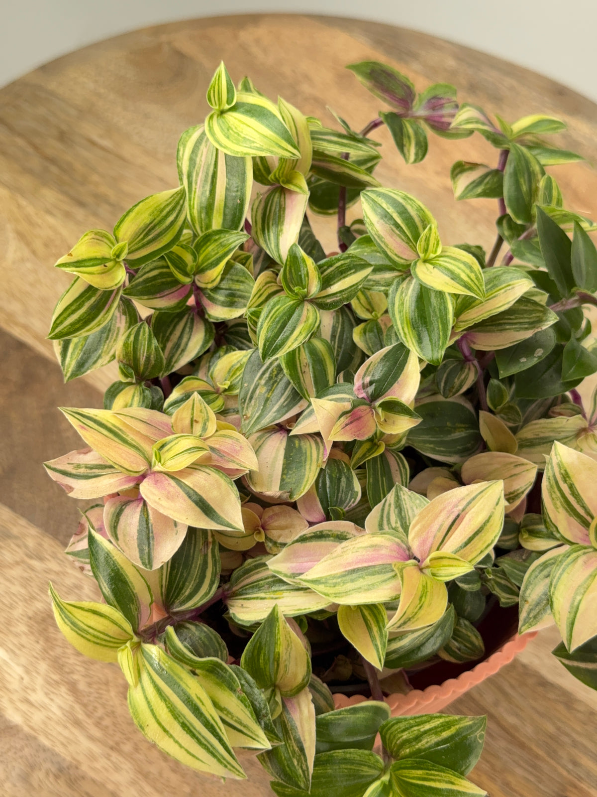 TRADESCANTIA MIX M12