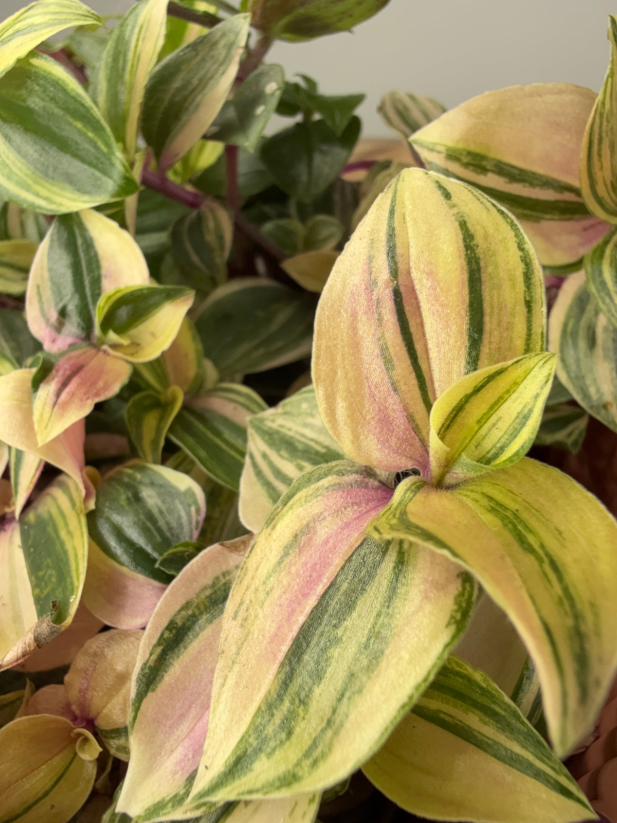 TRADESCANTIA MIX M12