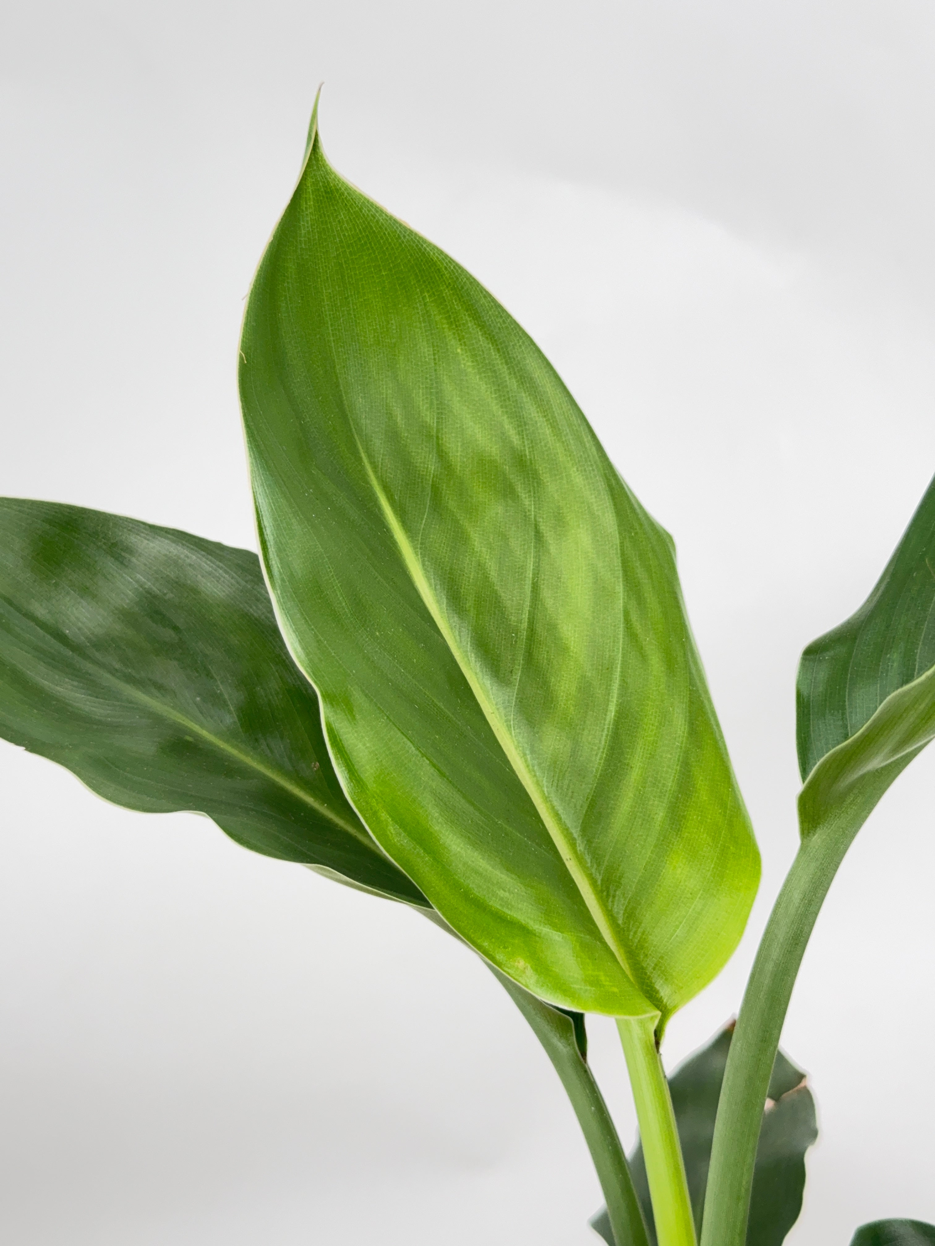 STRELITZIA REGINA M12