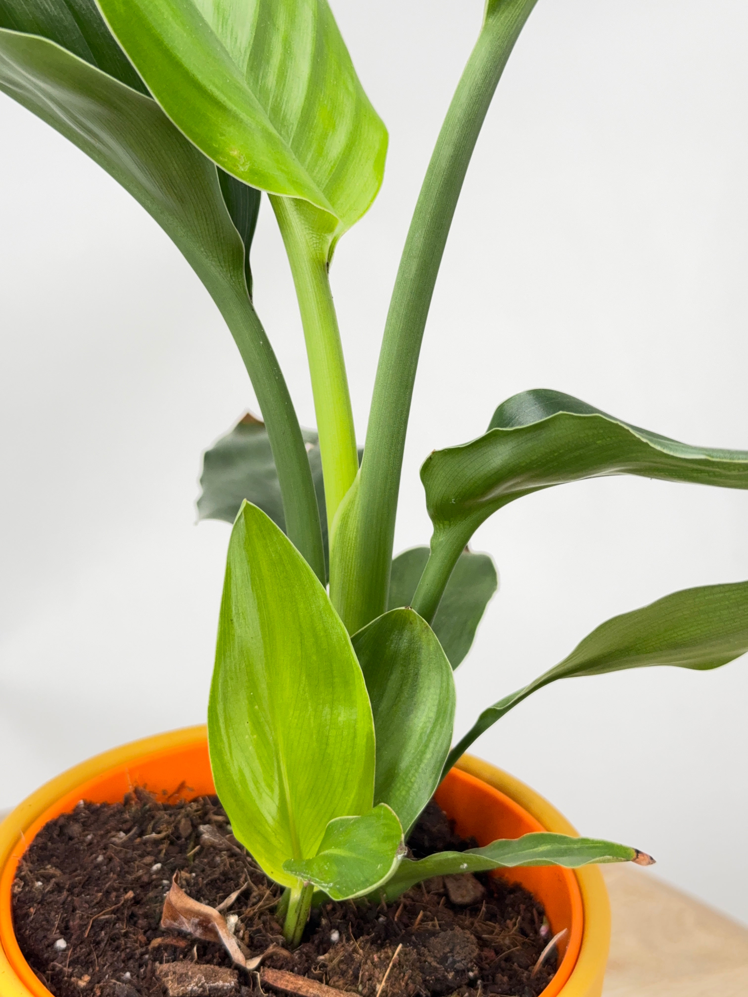 STRELITZIA REGINA M12