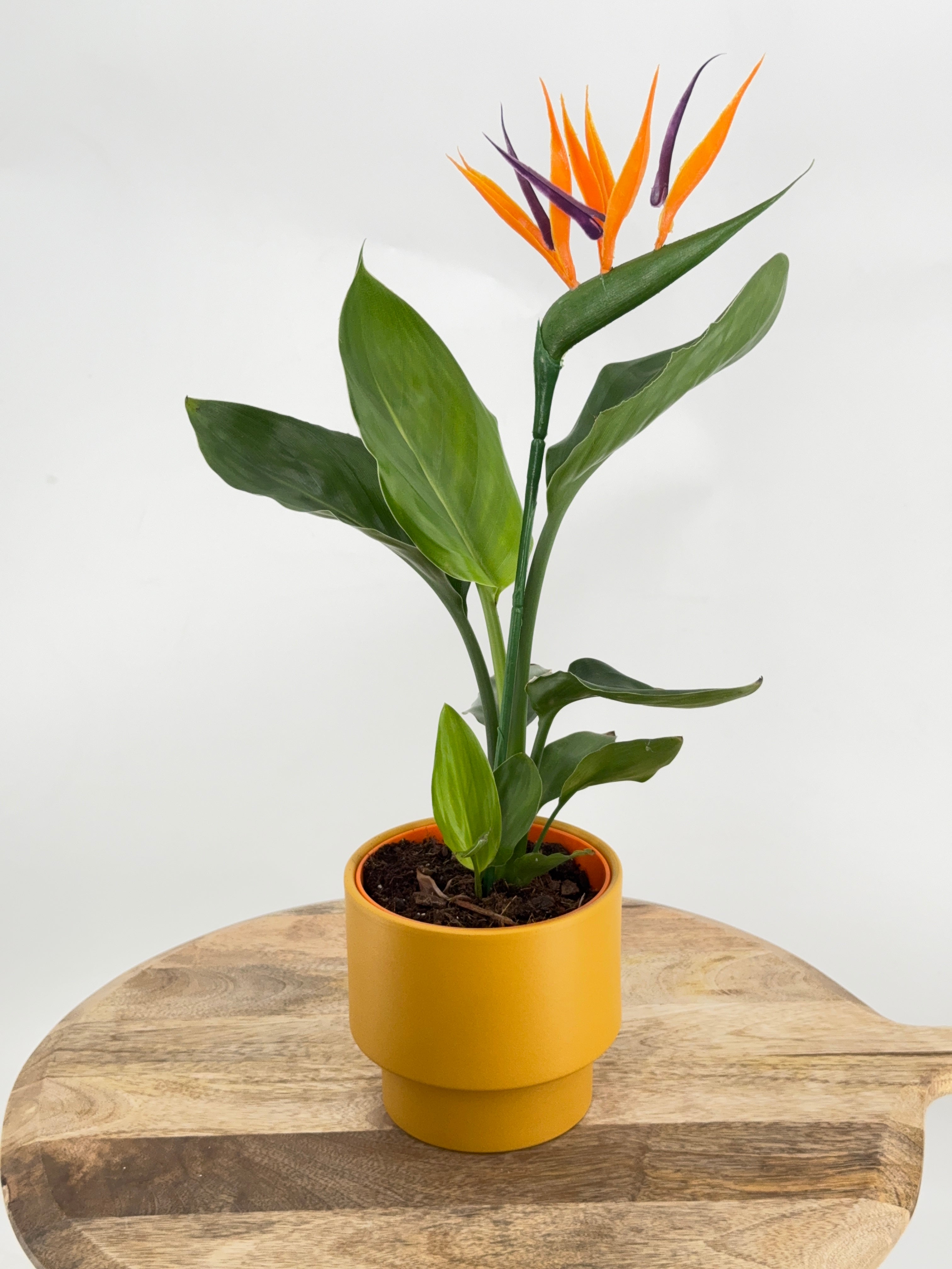 STRELITZIA REGINA M12