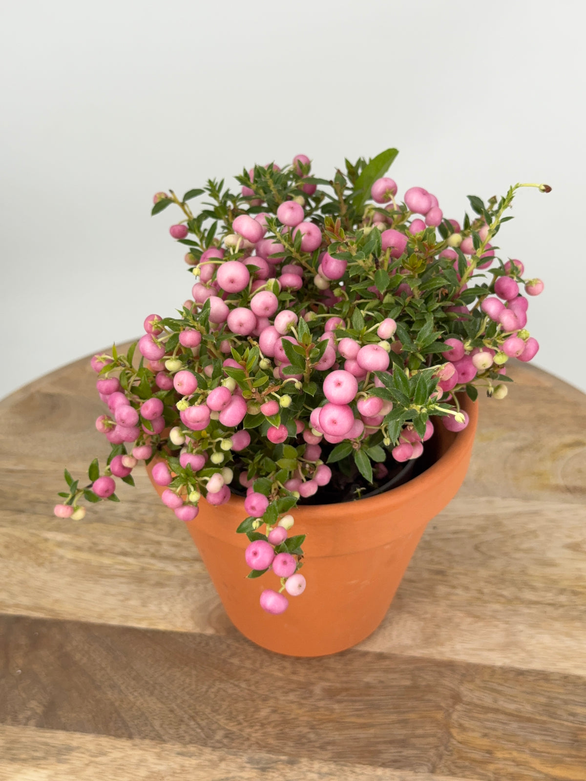 PERNETTYA MIX M11